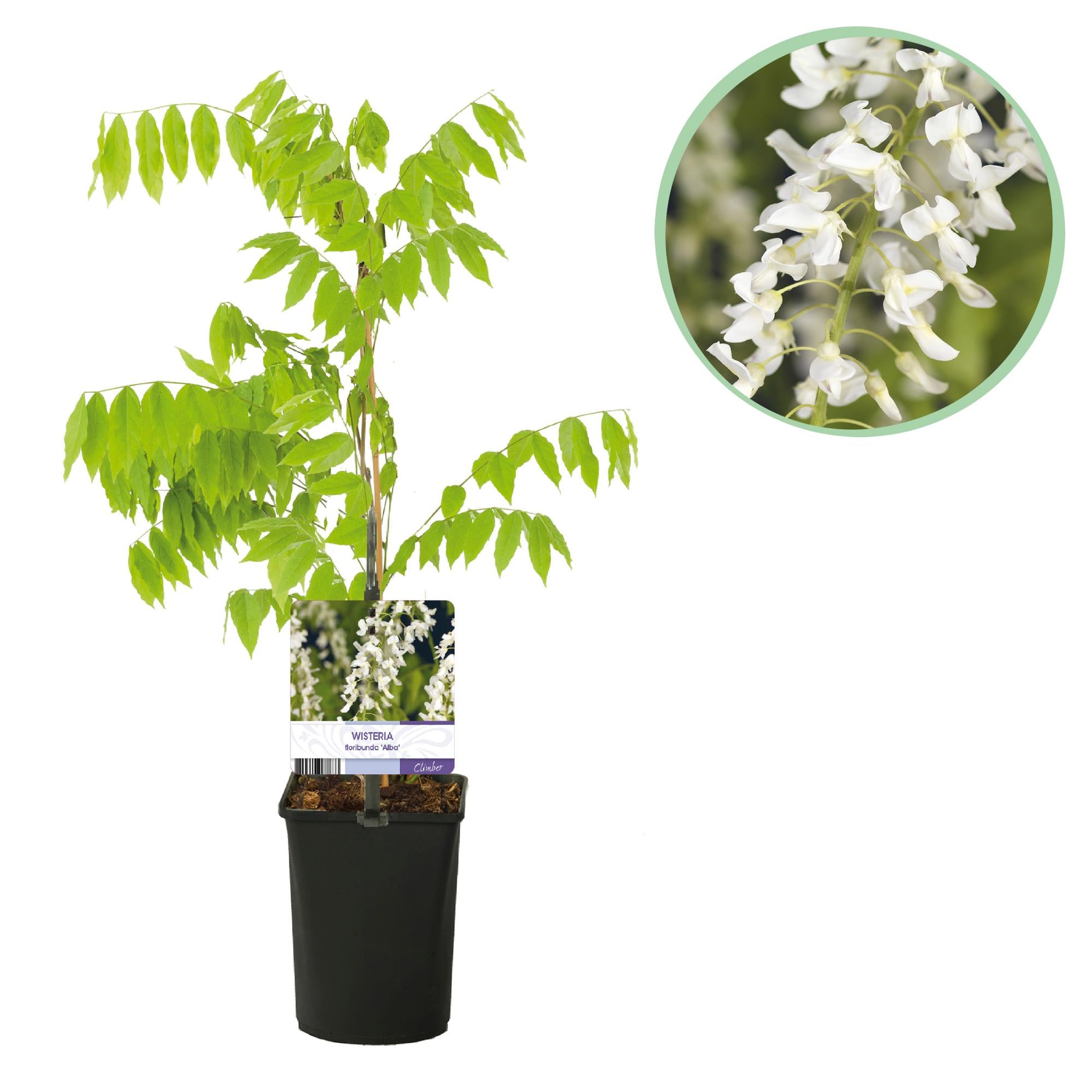 Japanischer Blauregen - Wisteria floribunda Alba - Blüte Weiß