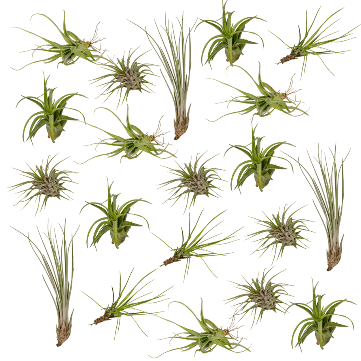 Bromelie-Luftpflanze - Tillandsia Air mix - 20 Stück - 6 cm