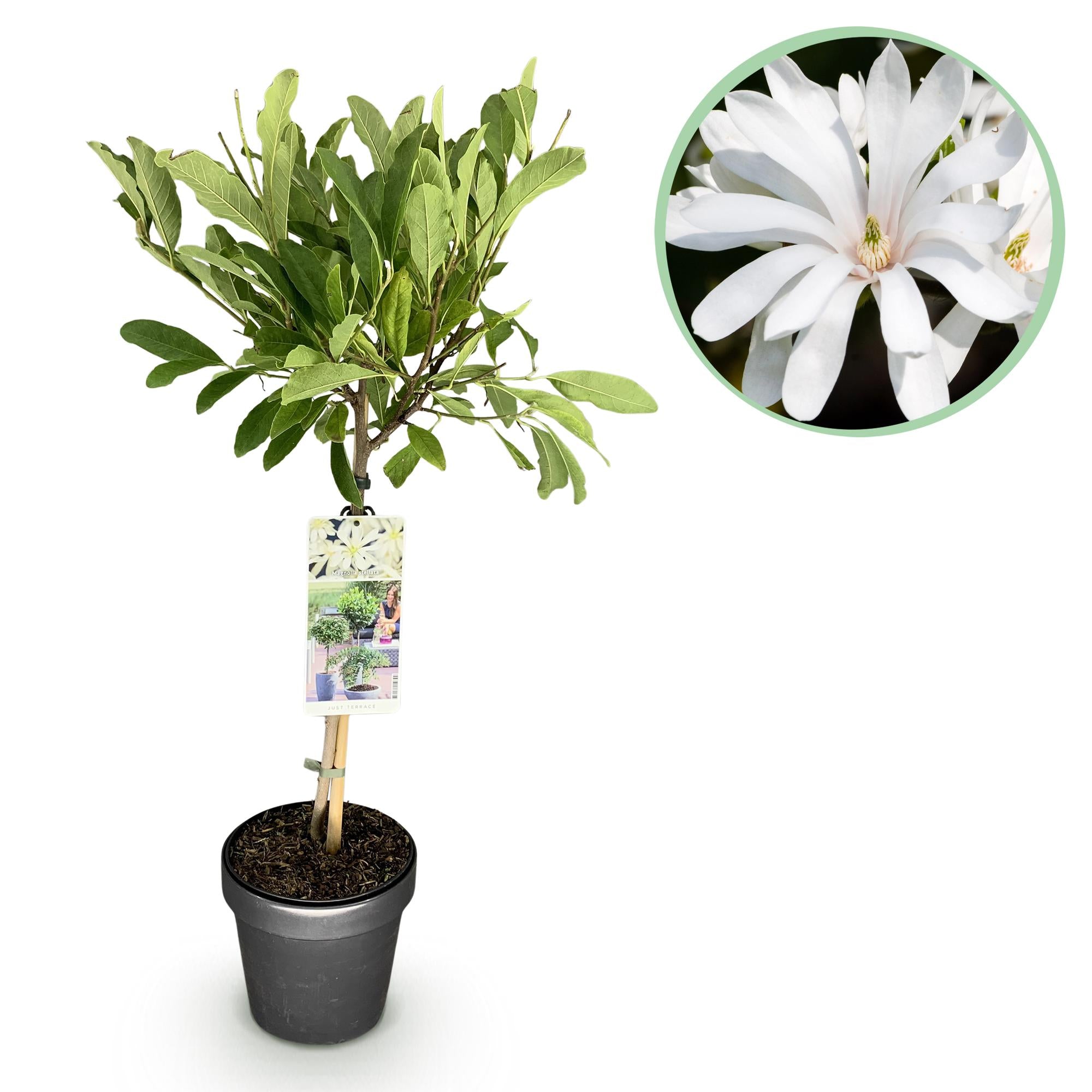 Magnolienbaum - Magnolia stellata - Terrassenpflanze
