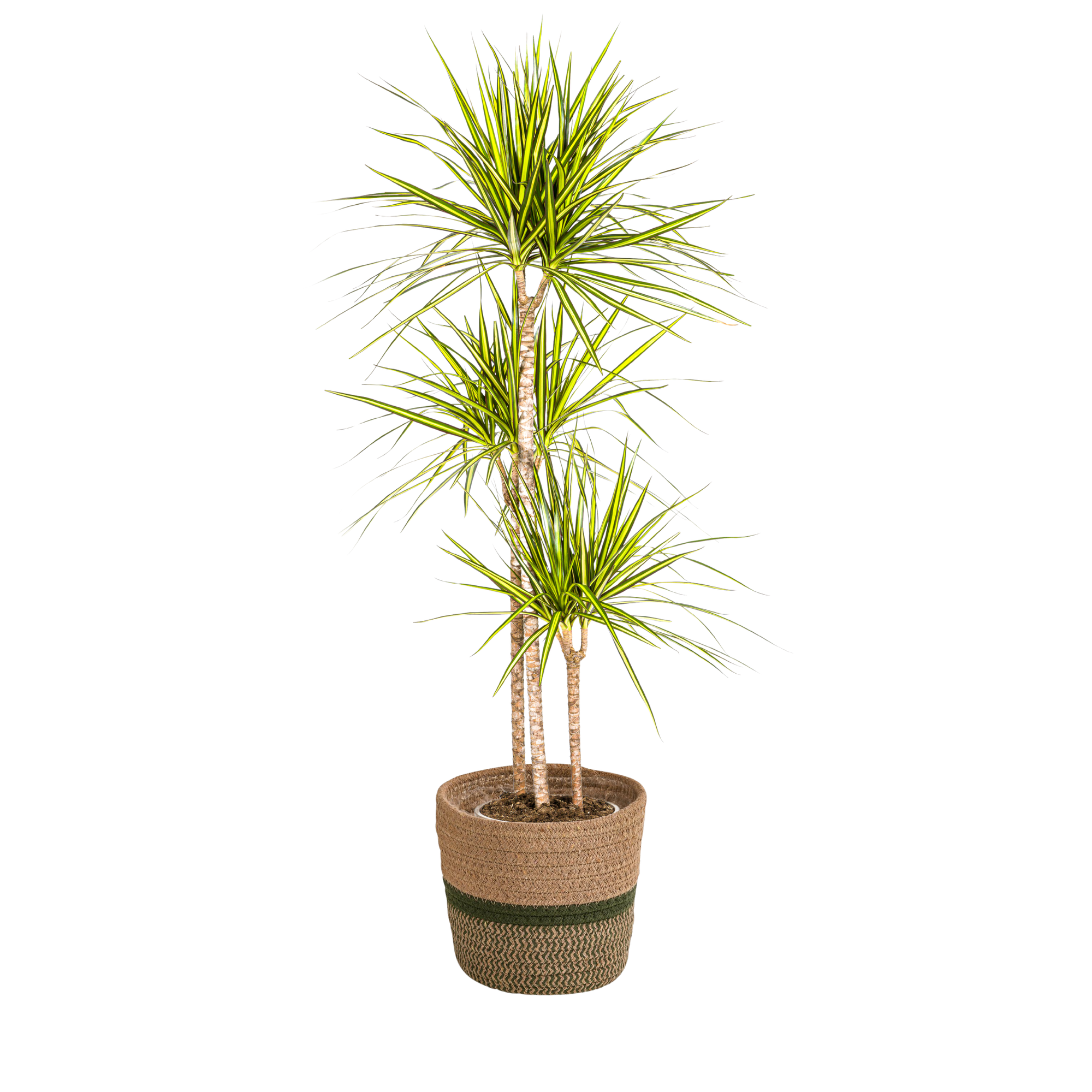Drachenbaum - Dracaena Marginata Sunray mit Korb 24cm - 130 - 150cm