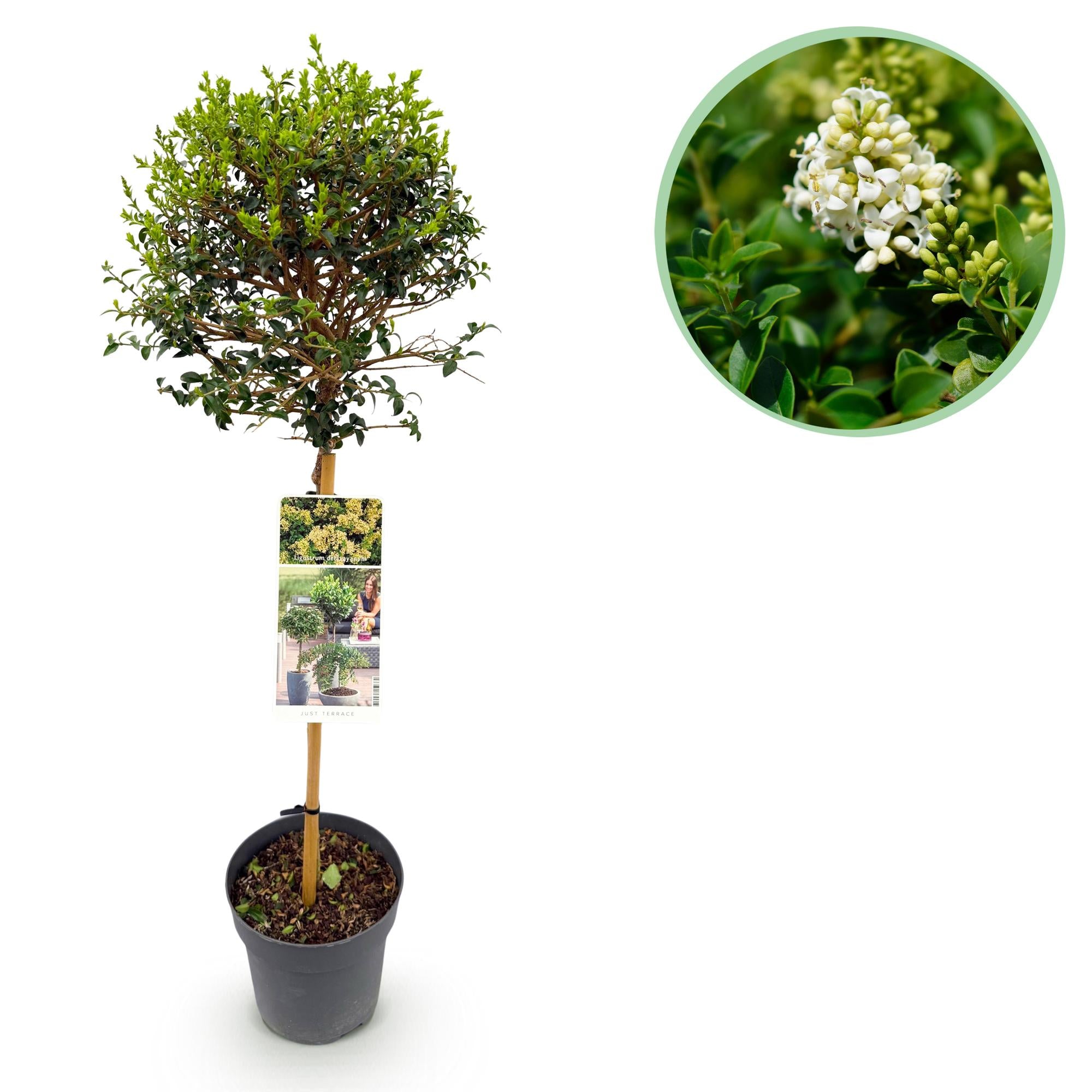 Liguster - Ligustrum delavayanum - Stamm Pflanze