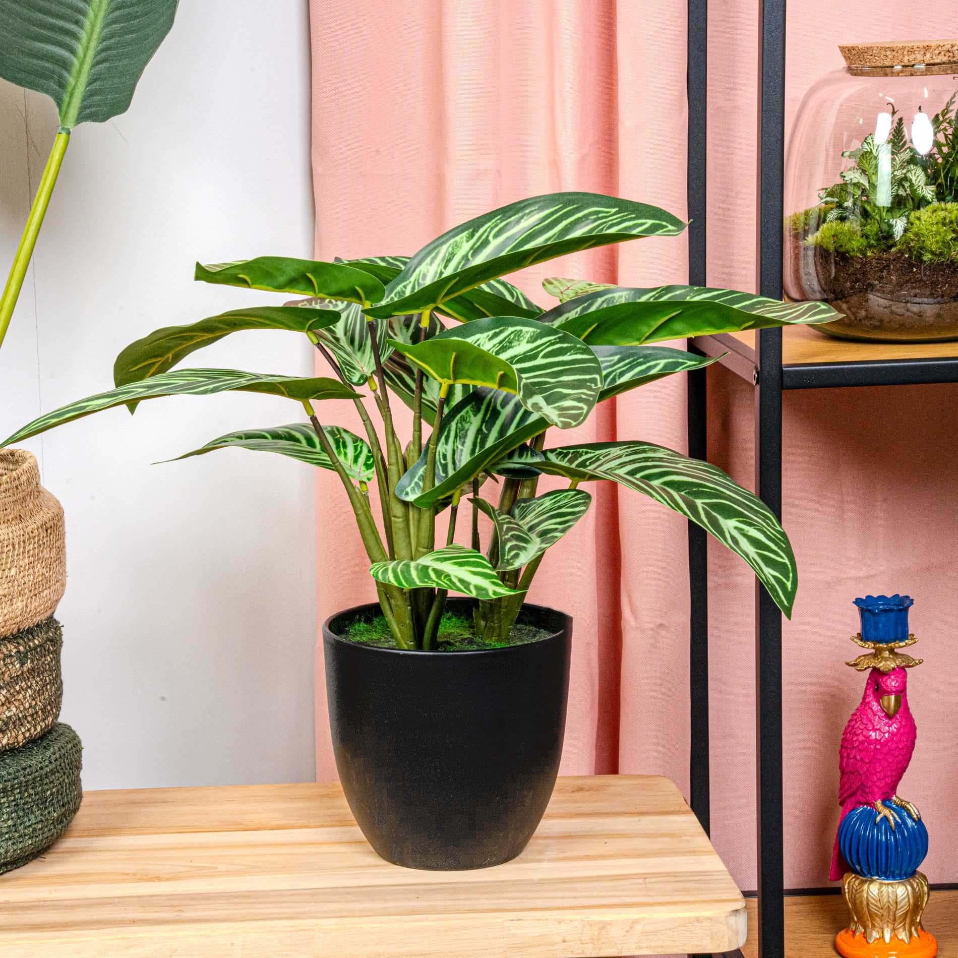 bonsai ginseng kaufen Ficus Ginseng