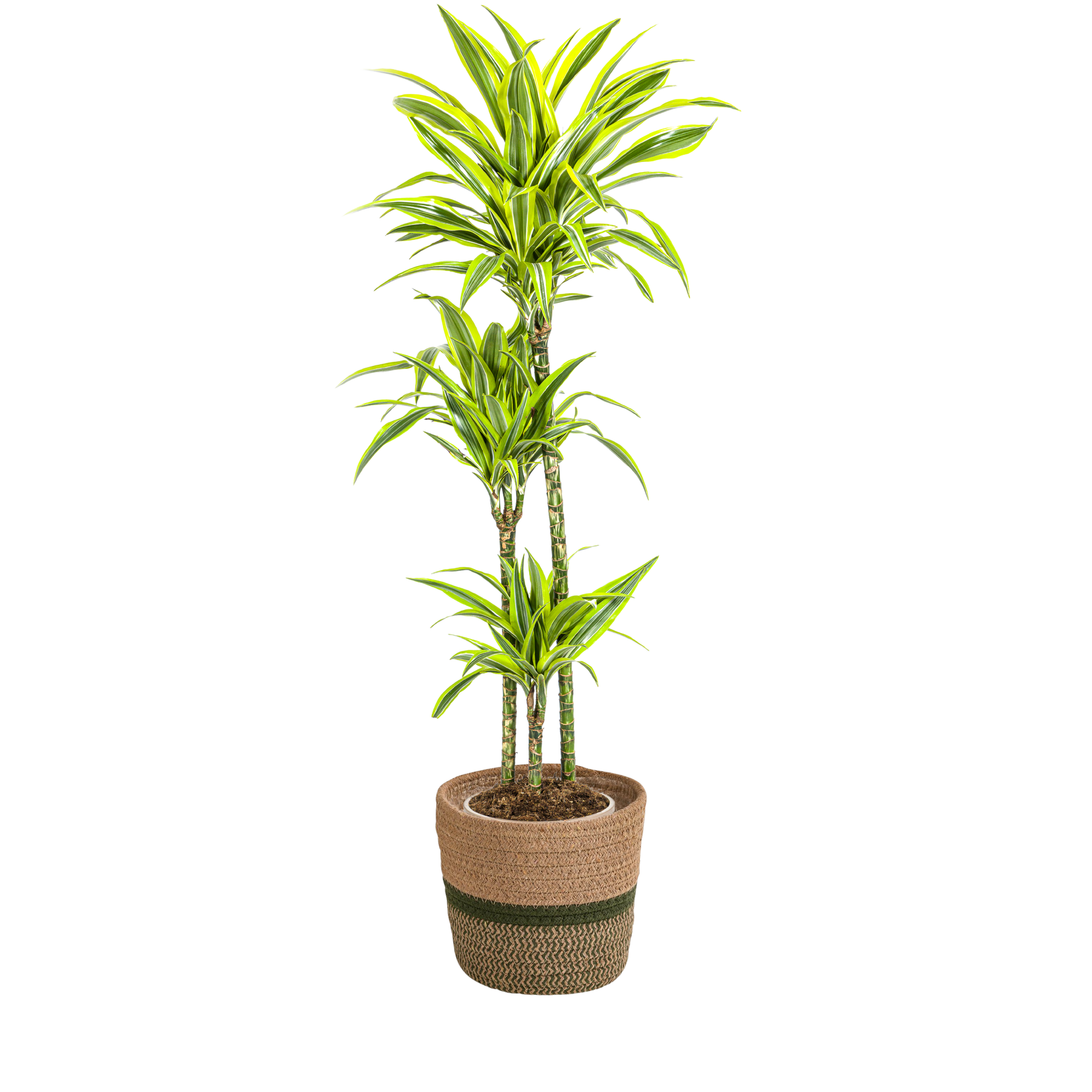Drachenbaum - Dracaena Deremensis Lemon Lime mit Korb Ø24cm - ↕130