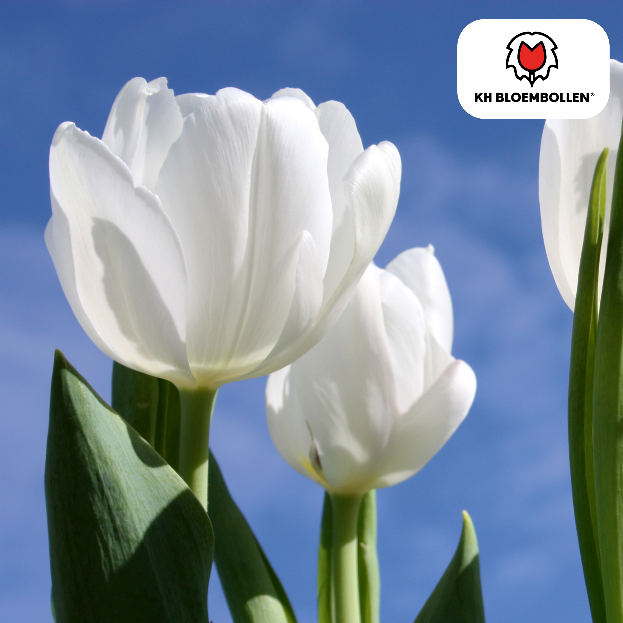 Tulpen - Tulipa Catherina – 20 Stück