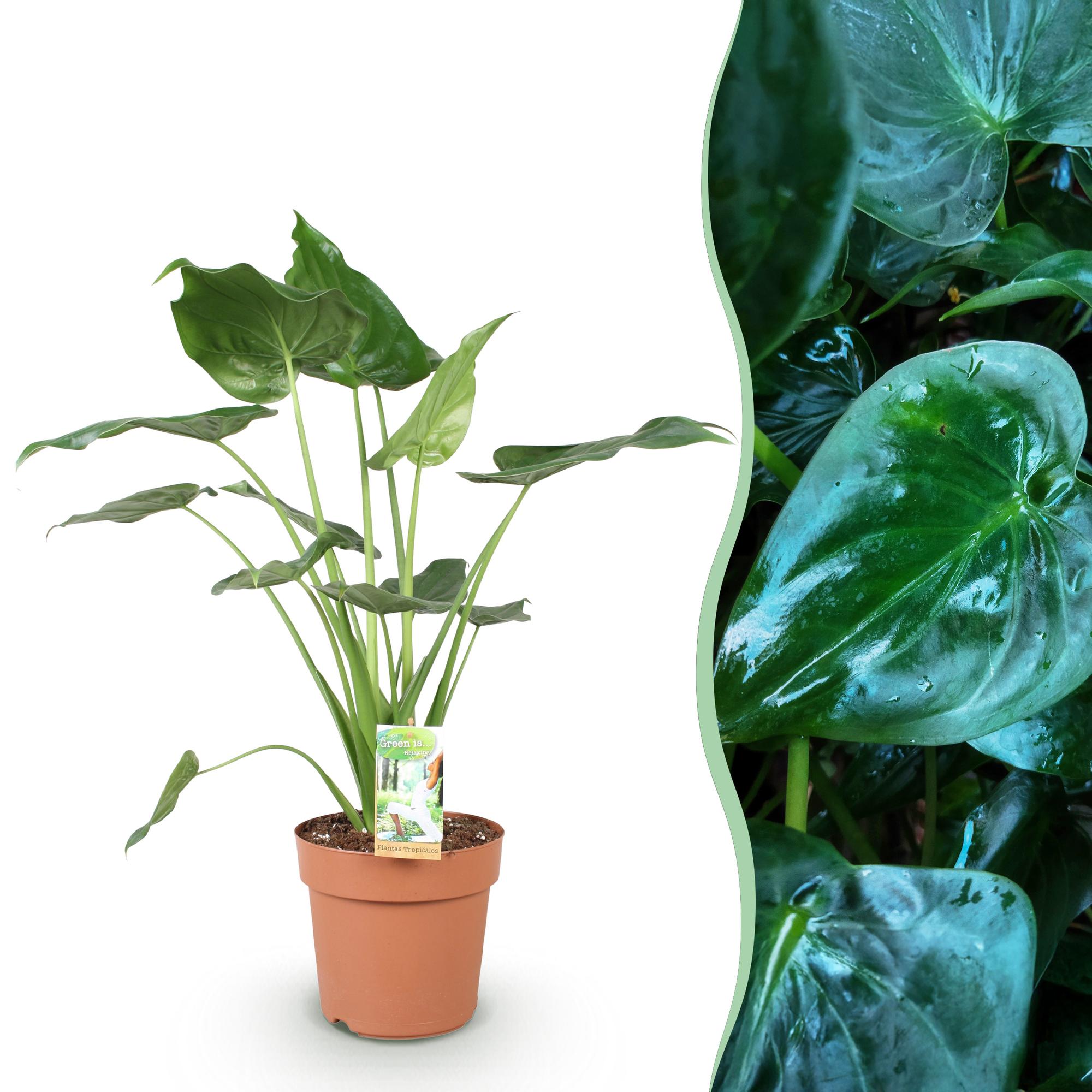 pflanze elefantenohr pflege Zwergelefantenohr - Alocasia Cucullata - Buddhas Hand