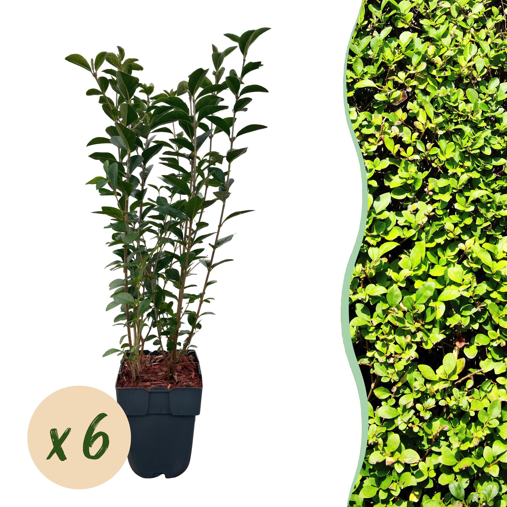 Ovalblättriger Liguster - Ligustrum ovalifolium - Blatt grün