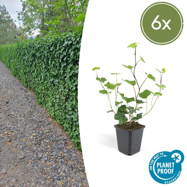 Irischer Efeu - Hedera Hibernica - ↕10-25cm