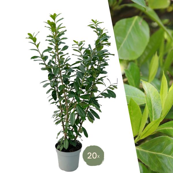 monstera xl MDR200] Monstera deliciosa 'Compacta' (XL) – Carnivero main image 1