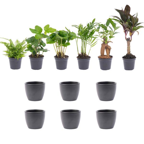 Pflanzen Mix - Mini Pflanzen Set - inklusive pot Boule Antraciet
