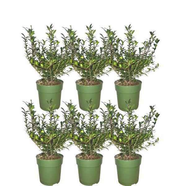 japanische stechpalme hecke Japanische Stechpalme - Ilex Crenata 'Jenny'®