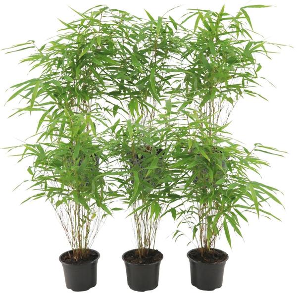 Roter Bambus - Fargesia Rufa - Ø13 cm - ↕25 cm