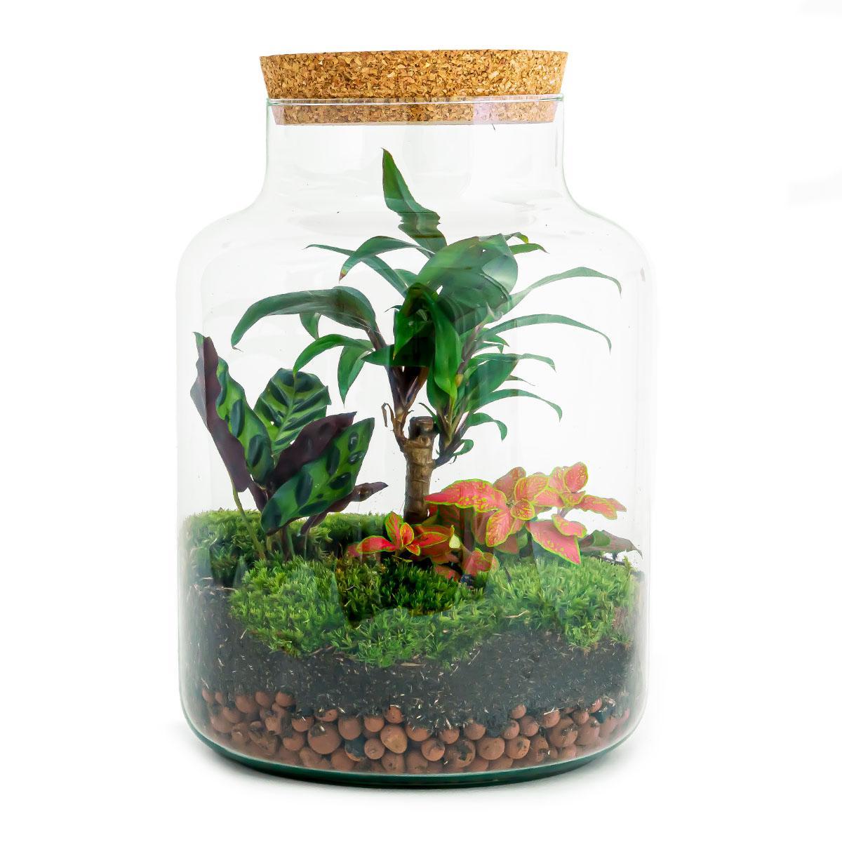 Flaschengarten- DIY Terrarium - Calathea -und Fittoniapflanze - ↕ 30 cm
