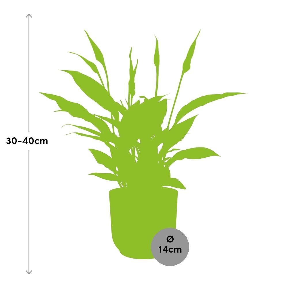 Friedenslilie - Spathiphyllum Torelli in ELHO Vibes Fold 14cm rosa Topf