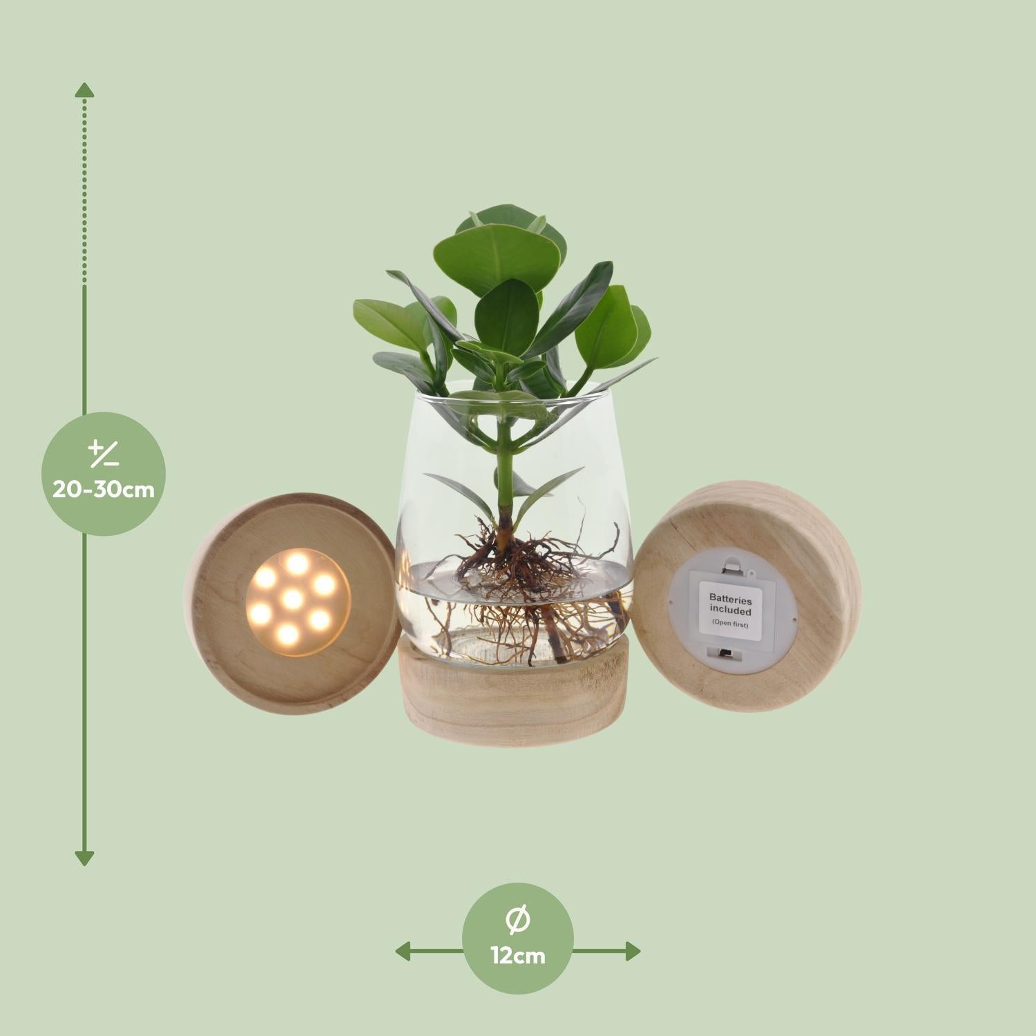 Balsamapfelpflanze - Clusia Im Kingston Glas + LED - Ø12 ↕30