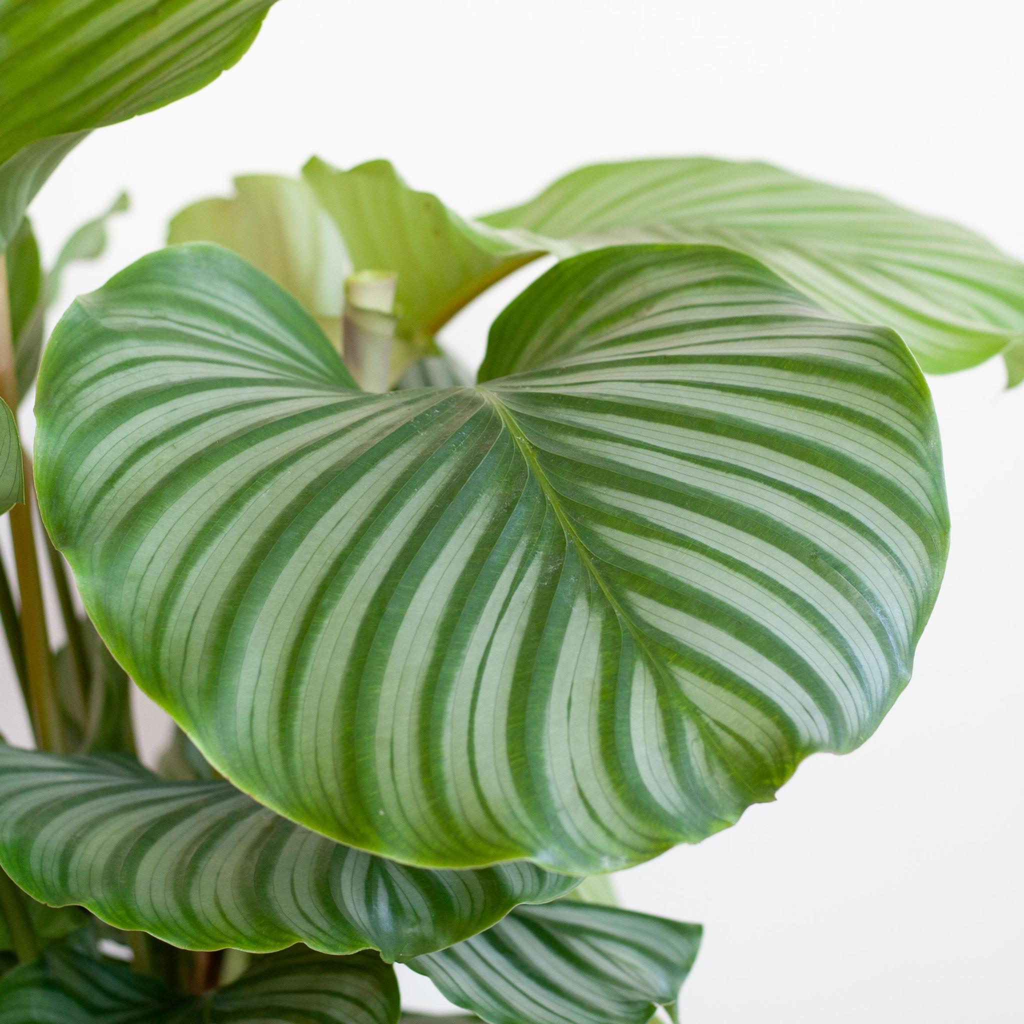 Gebetspflanze - Calathea Orbifolia mit Viber Topf grau - 65cm - Ø21