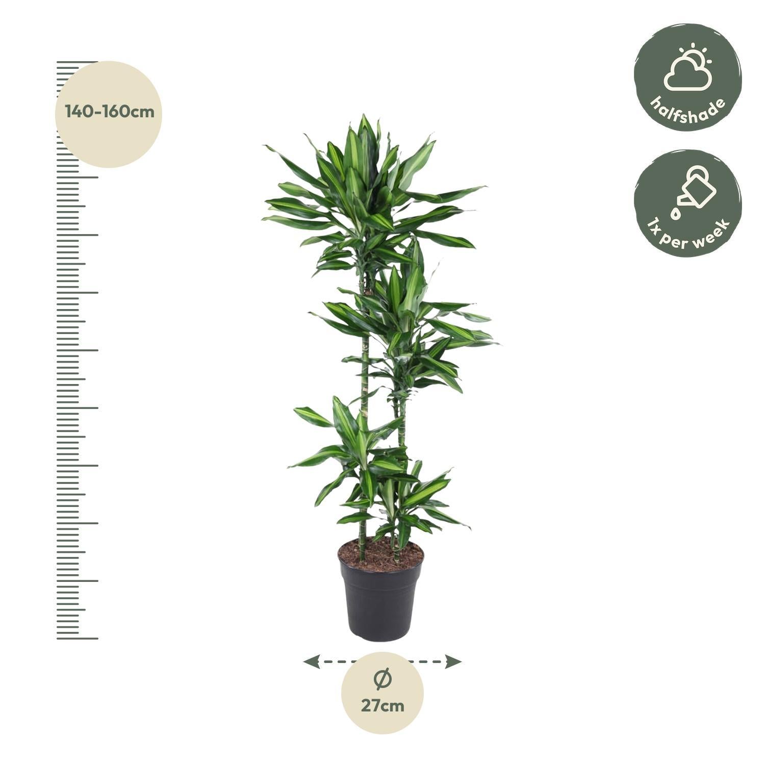 Drachenbaum - Dracaena Cintho - 150 cm - ø27