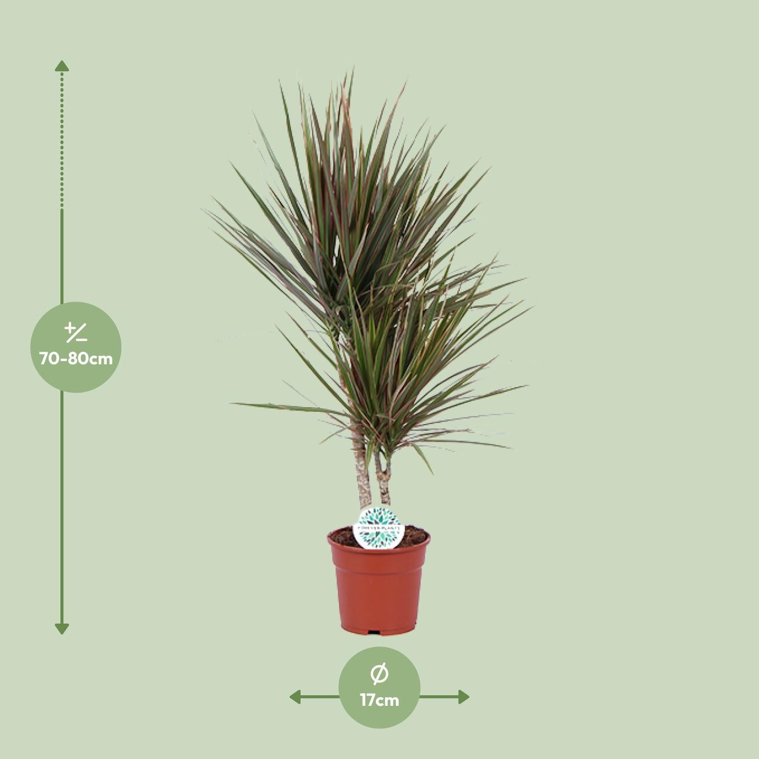 Drachenbaum - Dracaena Bicolor - Ø17cm - ↕75cm