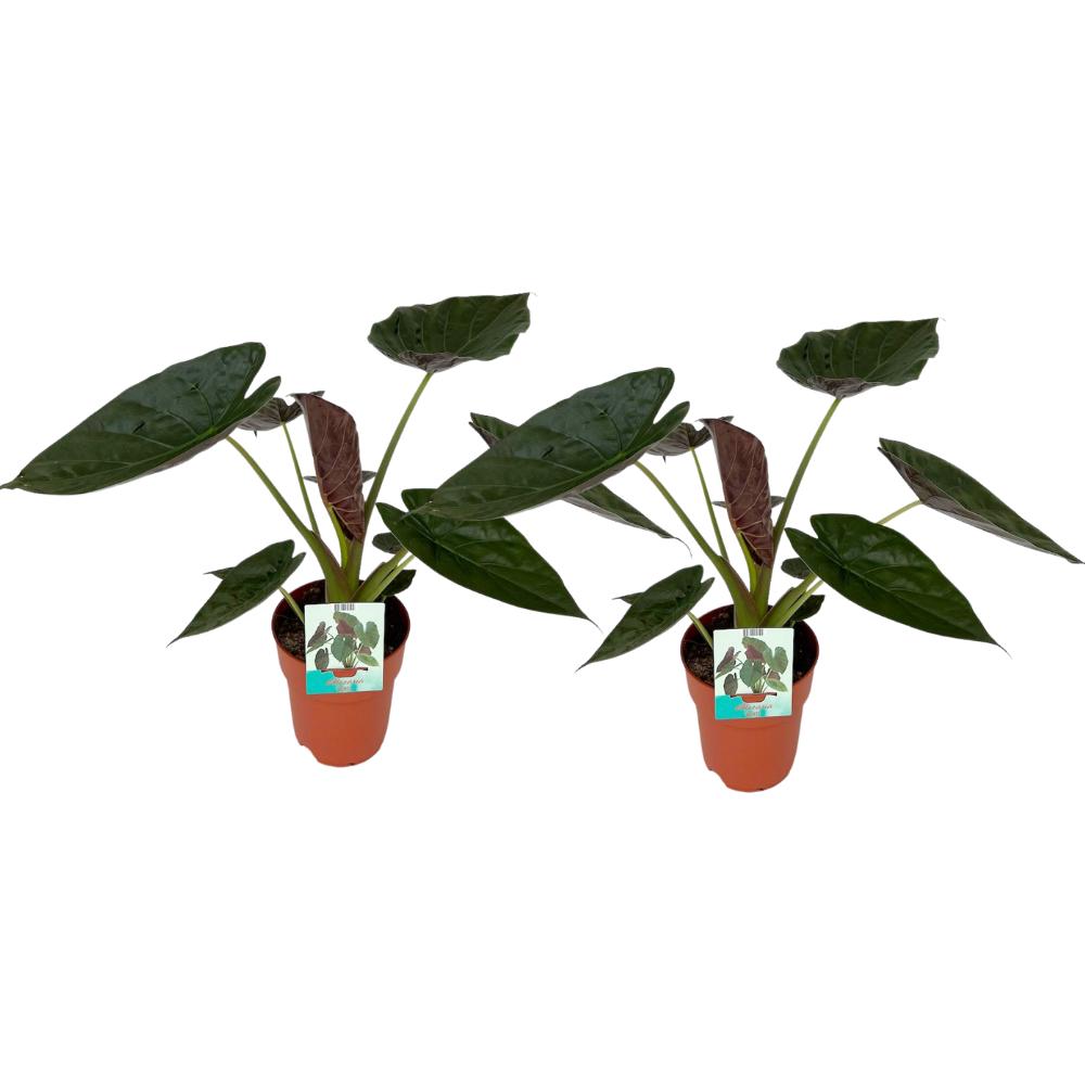 Elefantenohr Set - Alocasia Wentii - 2 Stück - Ø19cm - ↕85cm