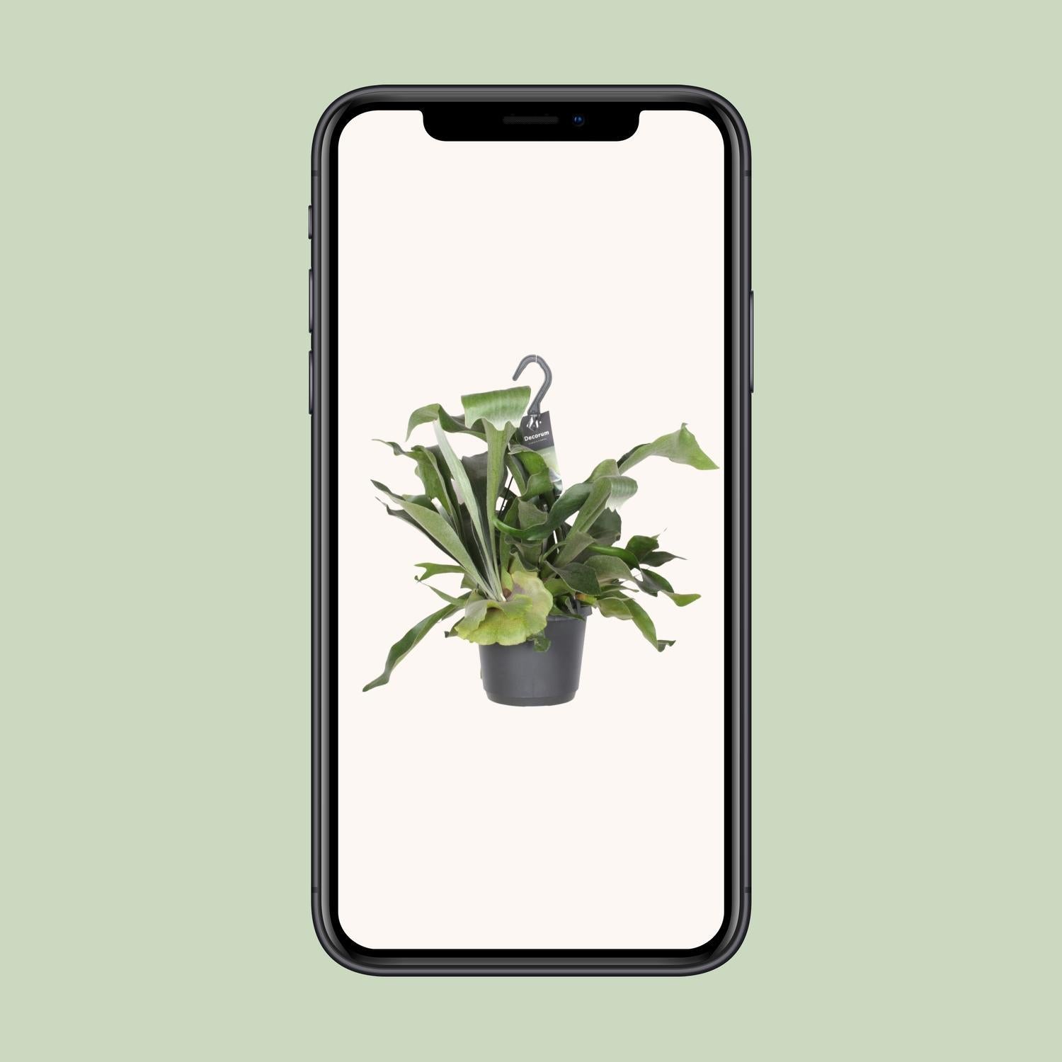 Geweihfarn - Platycerium Bifurcatum - Ø17cm - ↕30cm