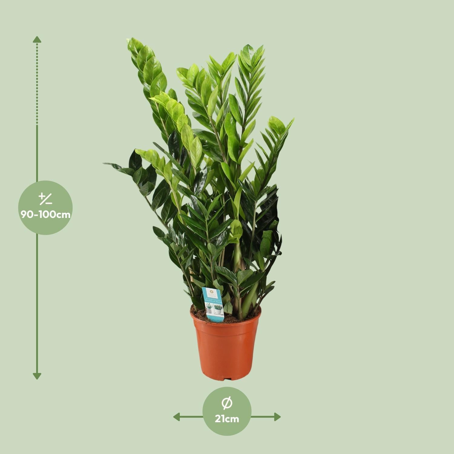 Glücksfeder - Zamioculcas Zamiifolia - Ø21cm - ↕95cm