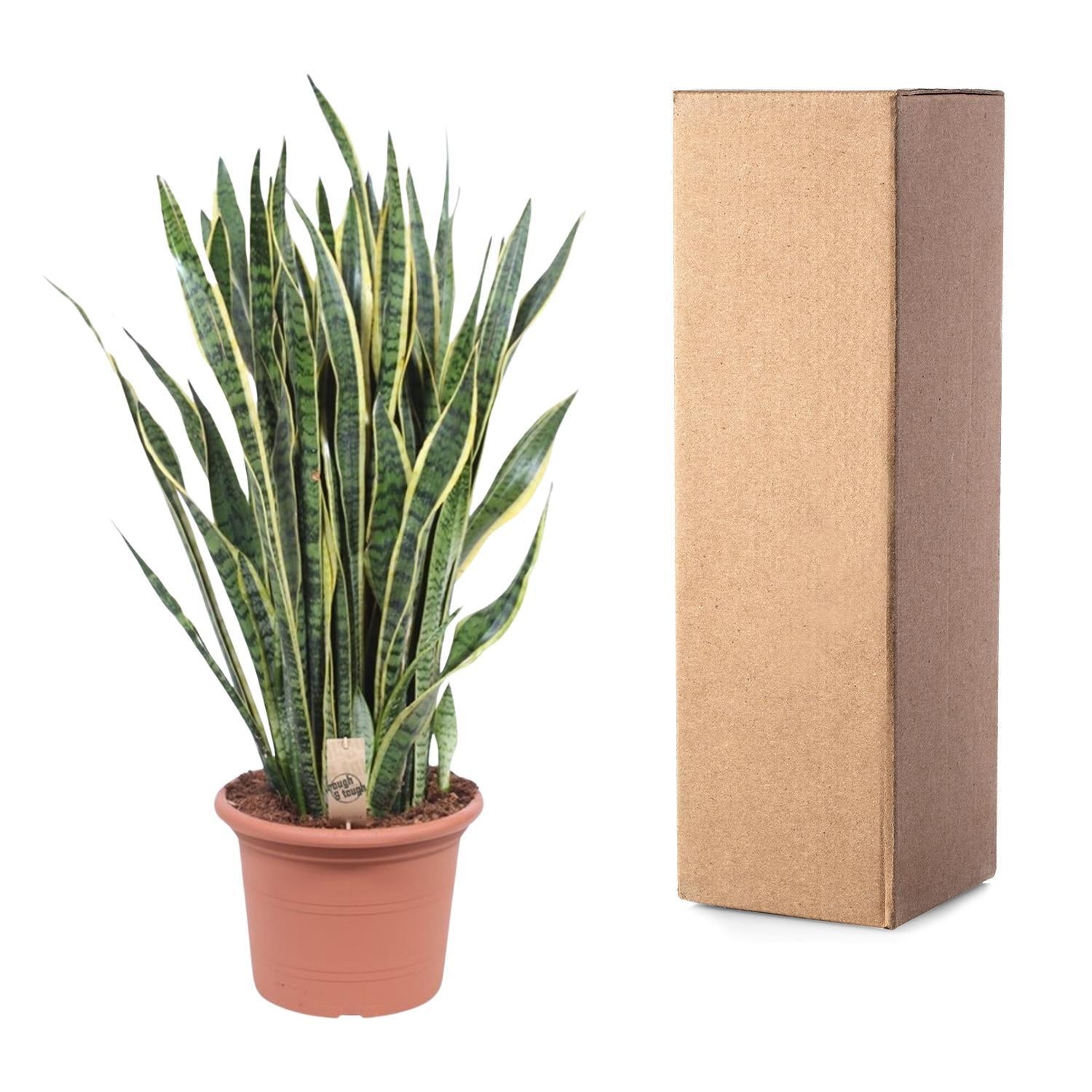 Bogenhanf - Sansevieria Laurentii - 100 cm - ø35