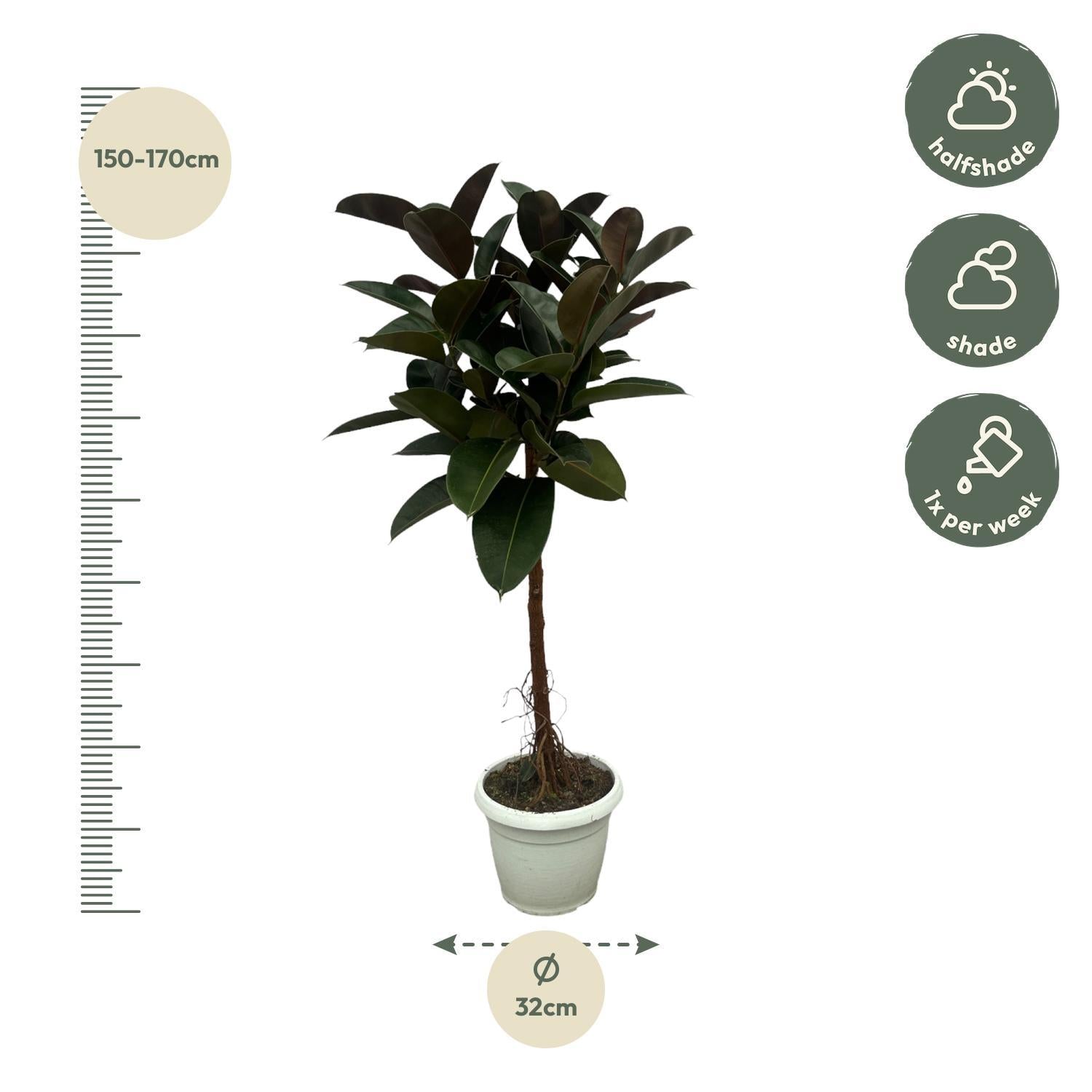 Gummibaum - Ficus Elastica Robusta mit Stamm - 140 cm - Ø32cm