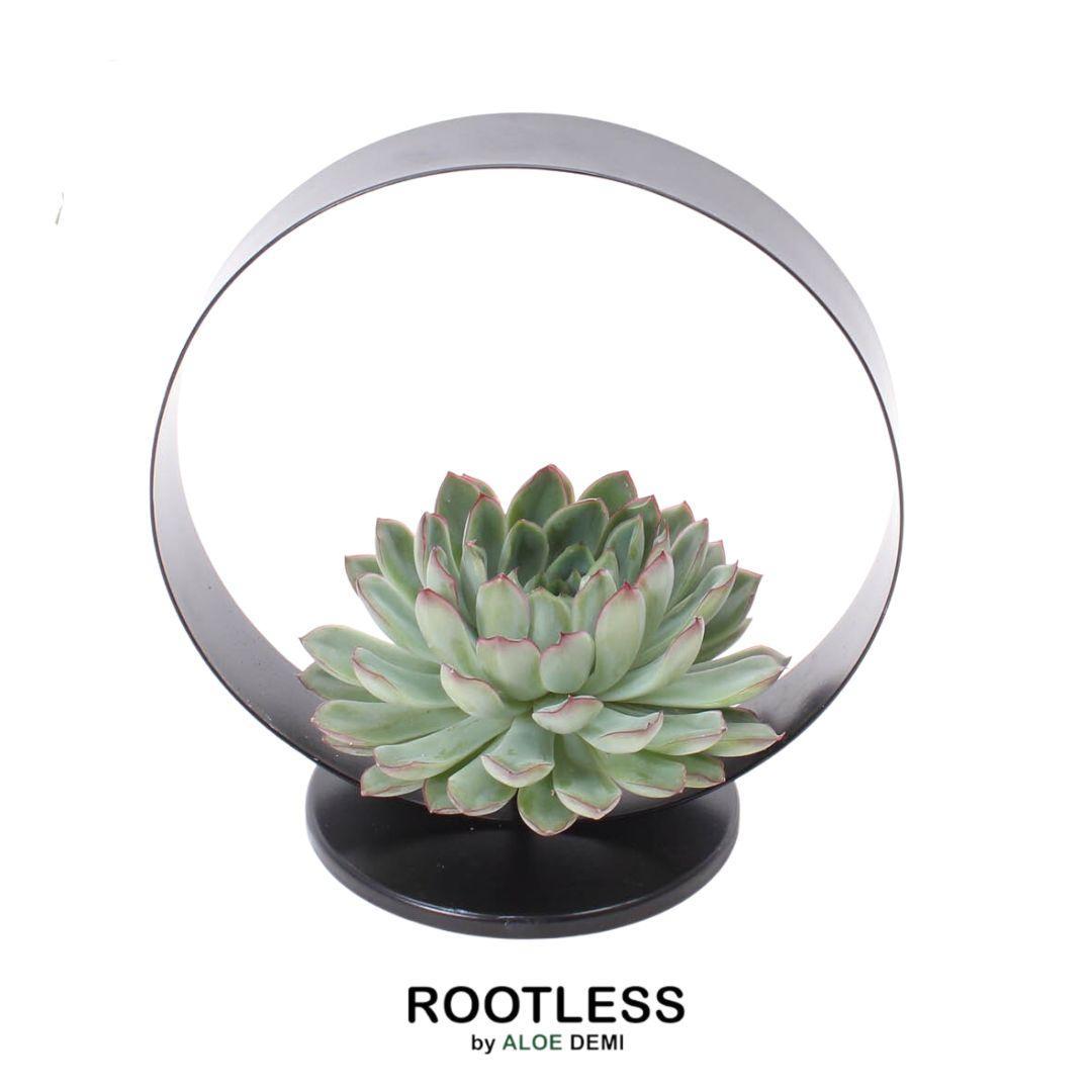 Schnittecheveria - ROOTLESS Succulent Echeveria Pulidonis auf Deko Tischstandard Ø20 cm - ↕20 cm