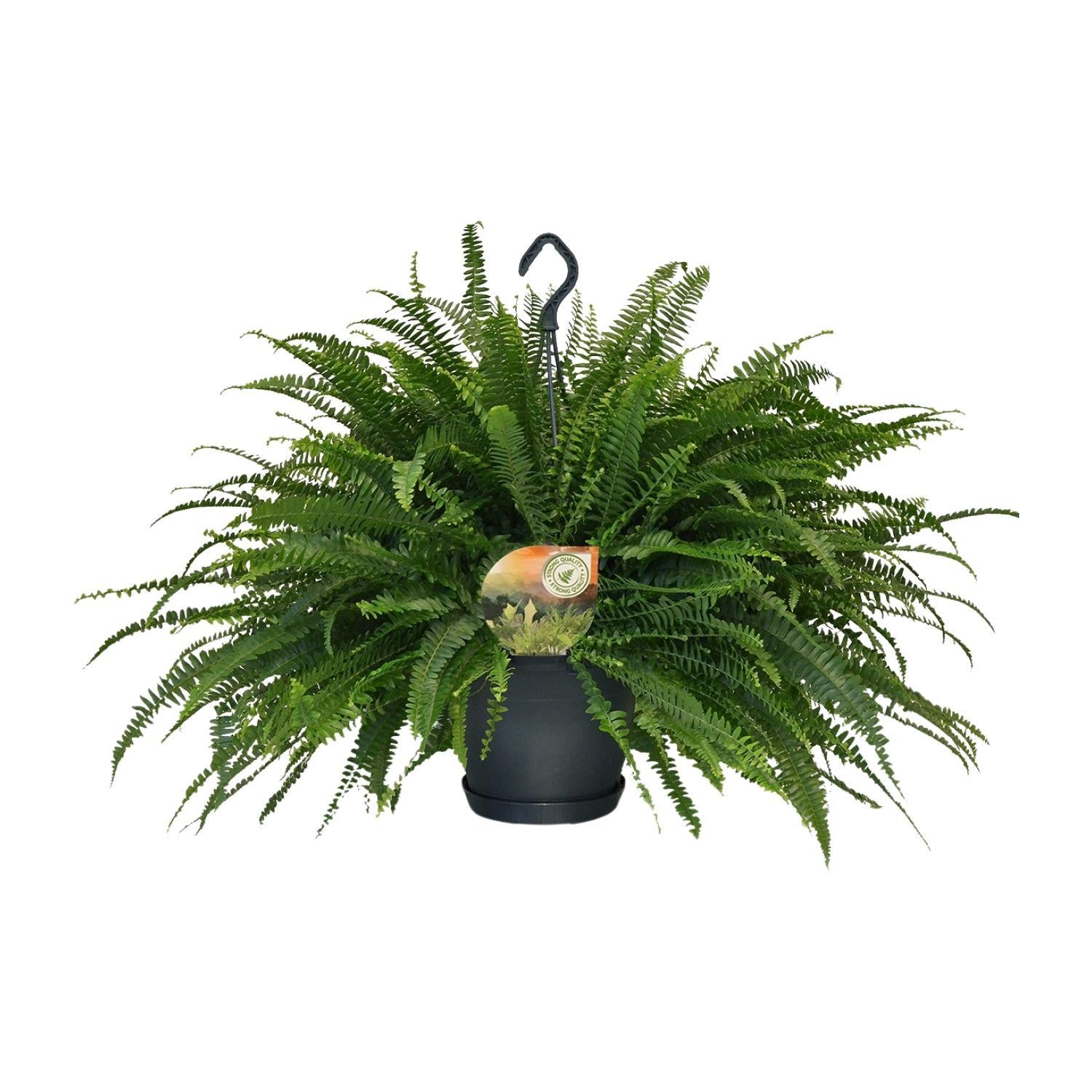 Schwertfarn - Nephrolepis Green Lady - Ø20cm - ↕60cm