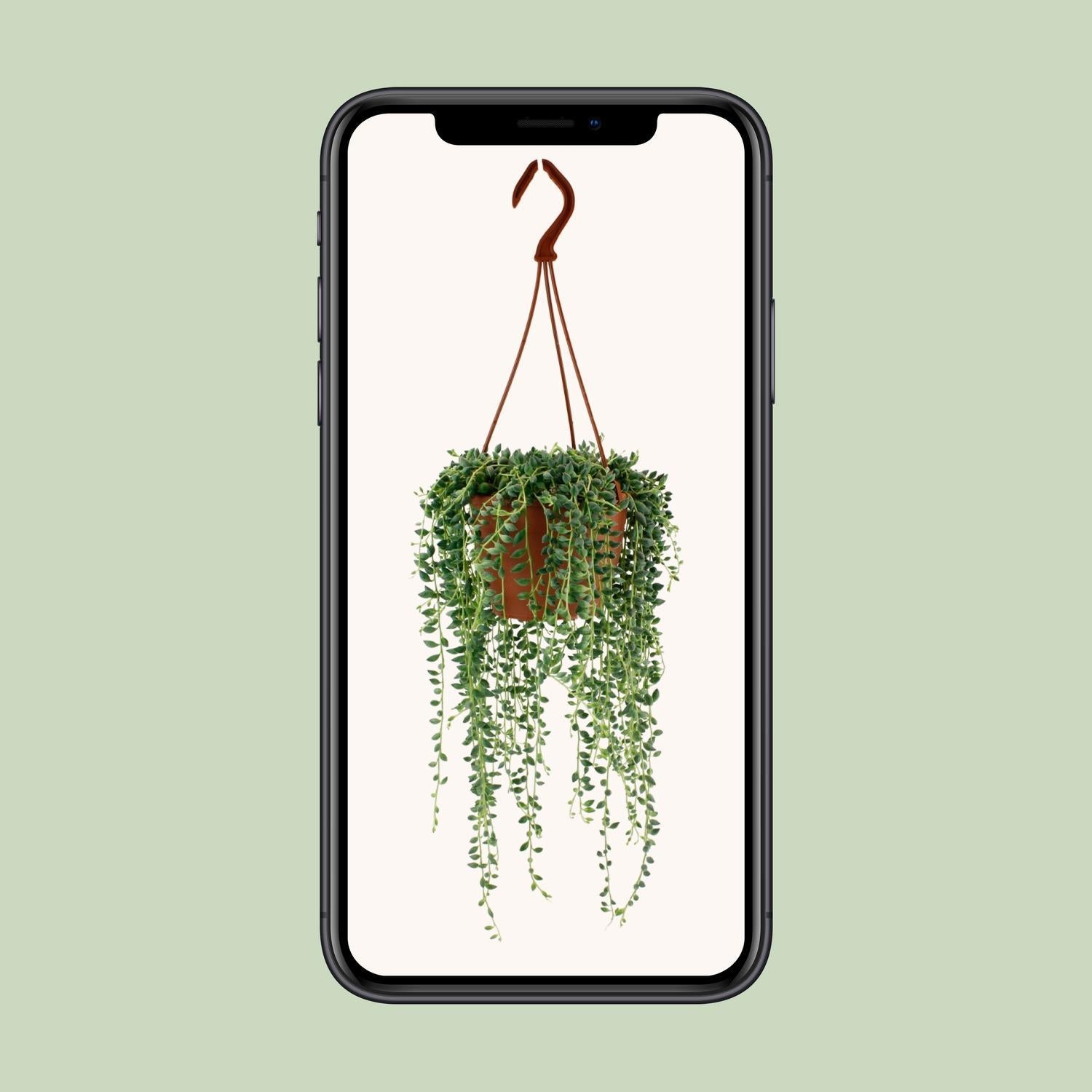 Erbsenpflanze - Senecio Herreianus - Ø12cm - ↕20cm