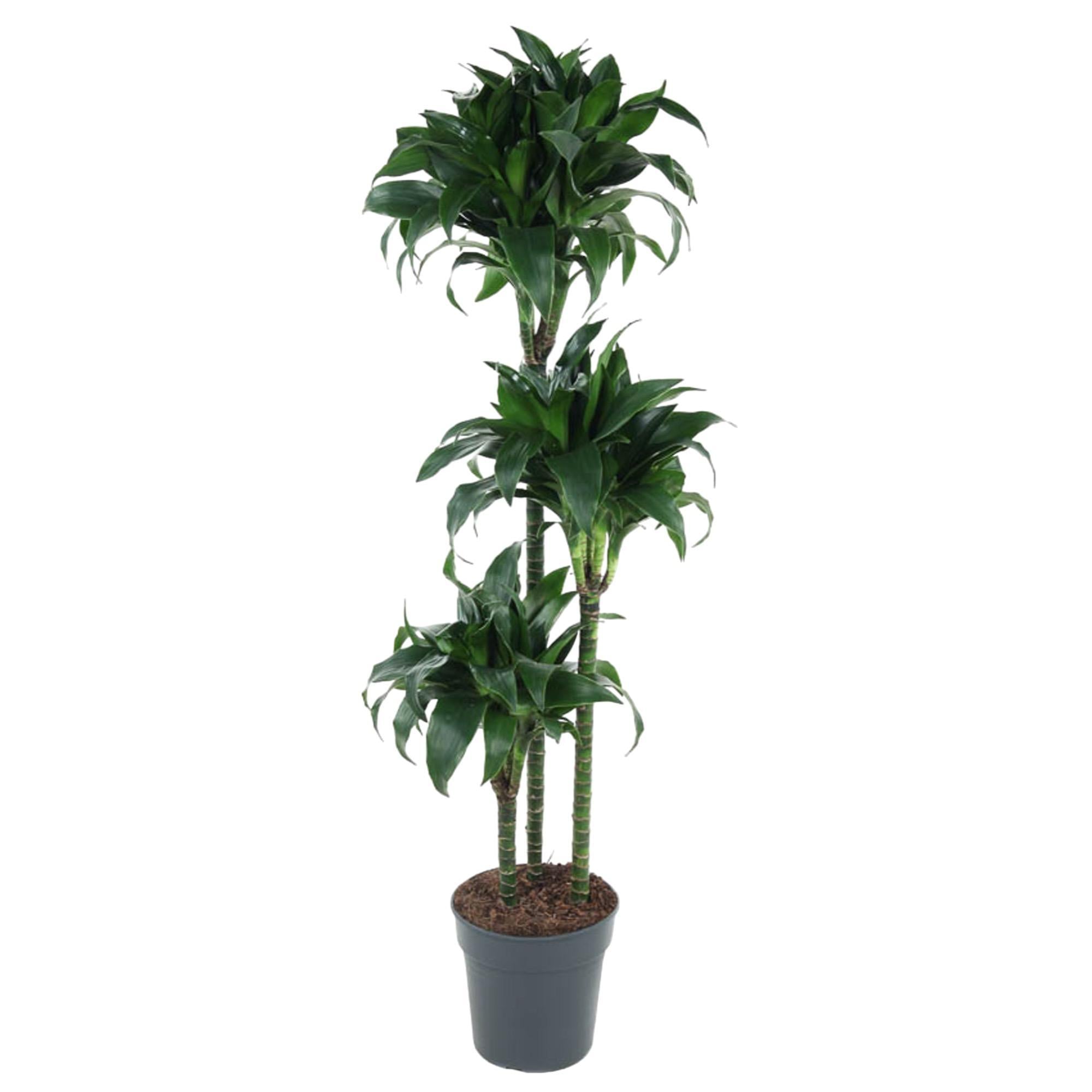 Drachenbaum - Dracaena Tatuade - 140 cm - ø24