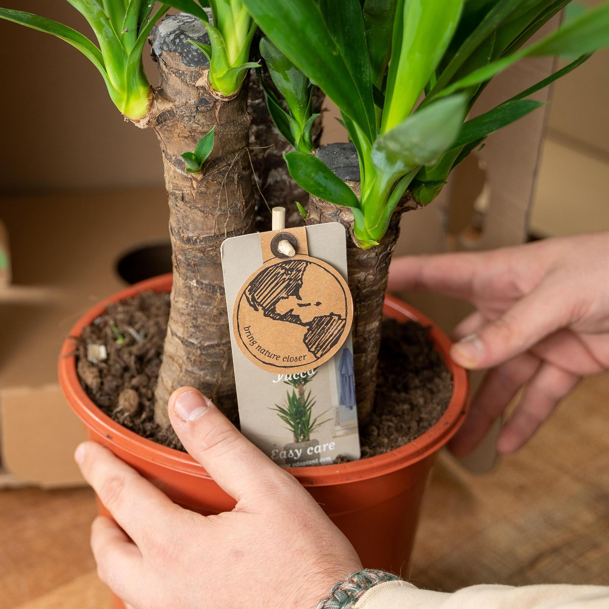 Yuccapalme- Ø17cm - ↕90cm