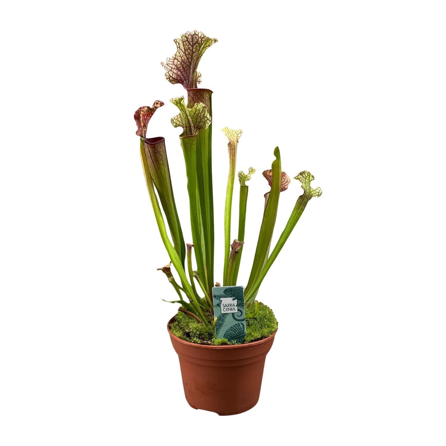 Schlauchpflanze - Sarracenia Judith Hindle - Ø12cm - ↕30cm