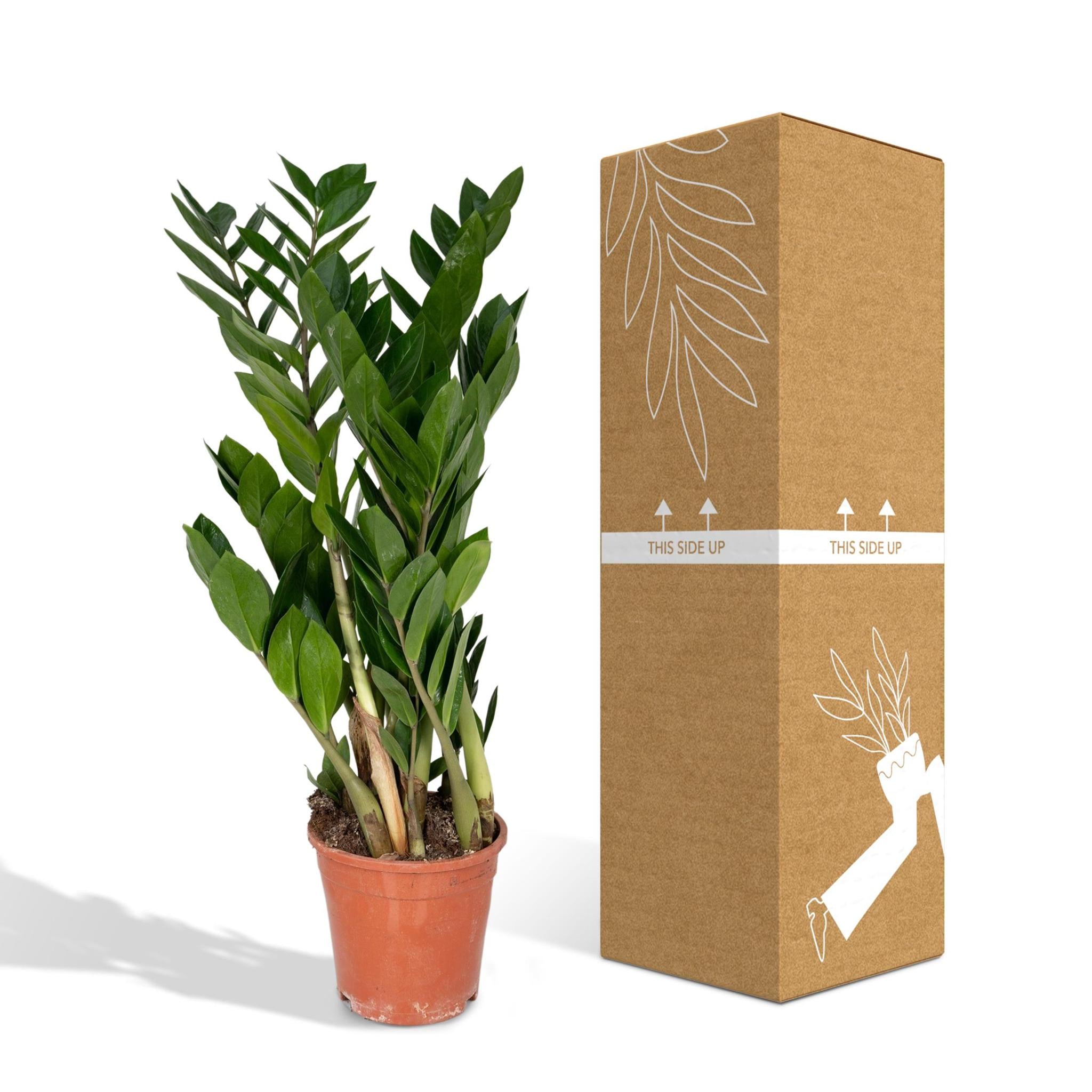 Glücksfeder - Zamioculcas Zamiifolia - Ø17cm - ↕70cm