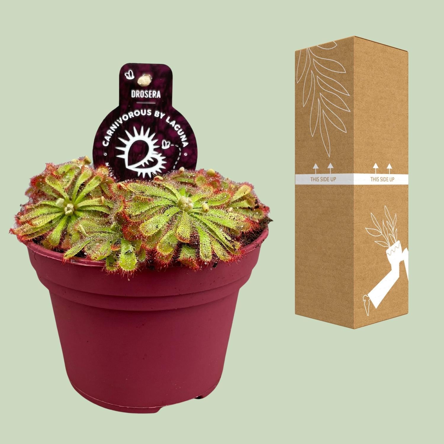 Alice Sonnentau - Drosera Aliciae - Ø12cm - ↕12cm