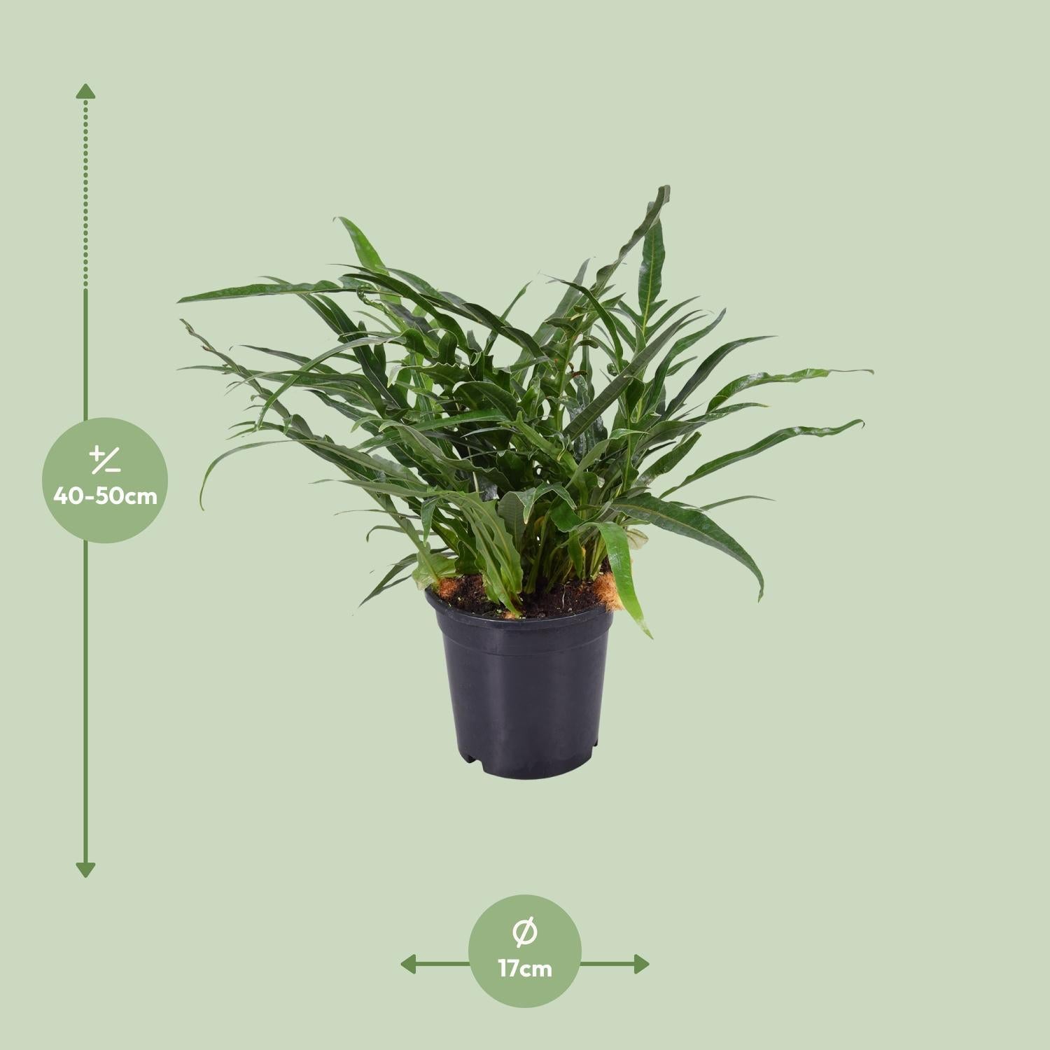 Königsfarn - Aglaomorpha Coronans - Ø17cm - ↕45cm