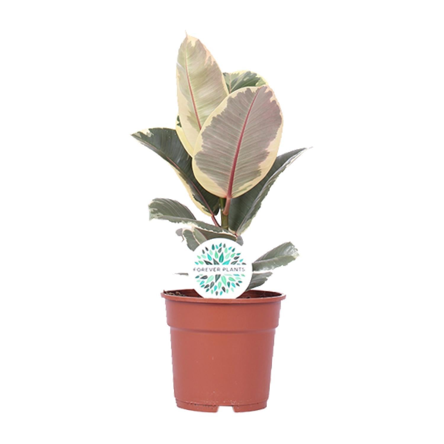 Gummibaum - Ficus Elastica Tineke - Ø17cm