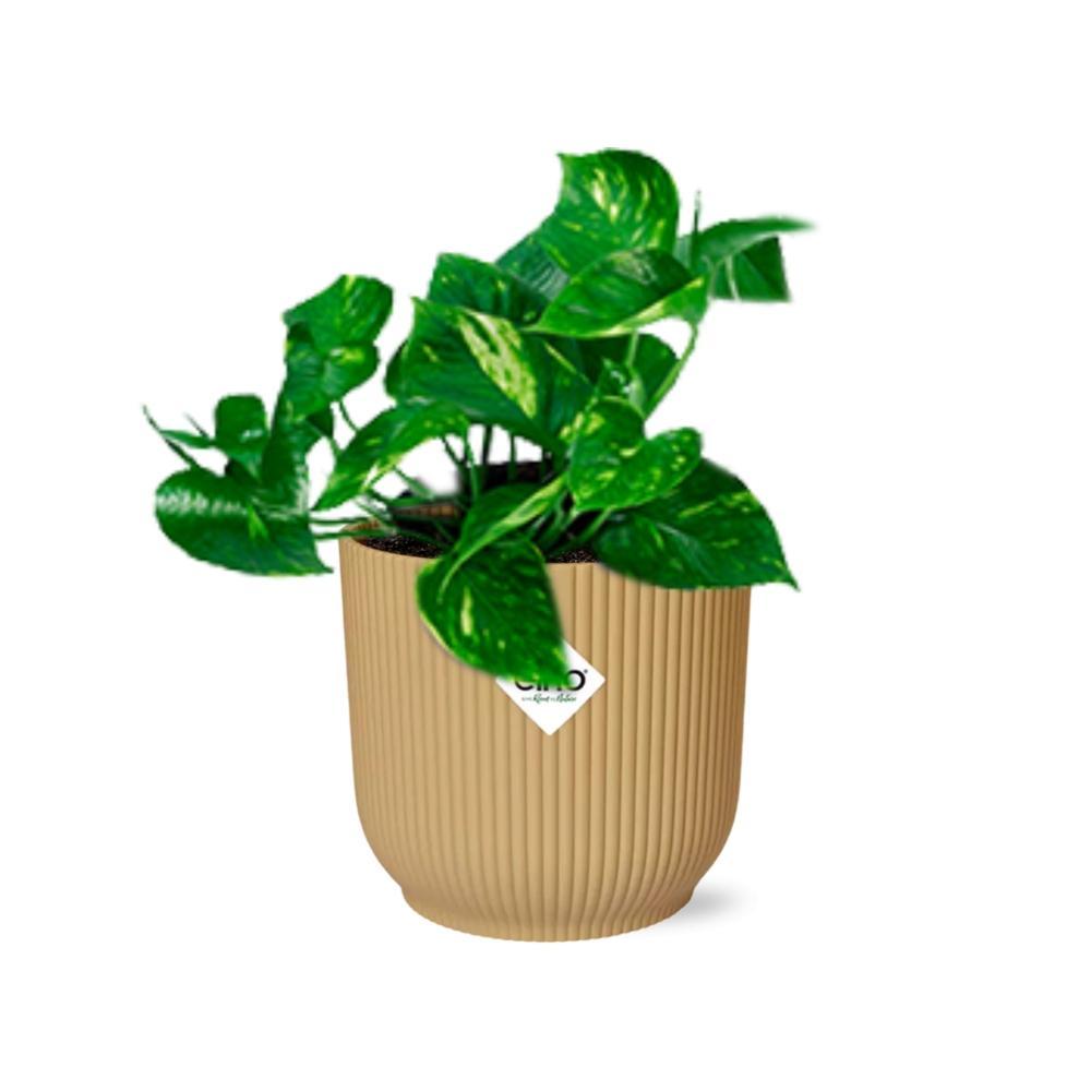 Efeutute - Epipremnum Pinnatum ‘Aureum’ in ELHO Vibes Fold 14cm geel Topf gelb