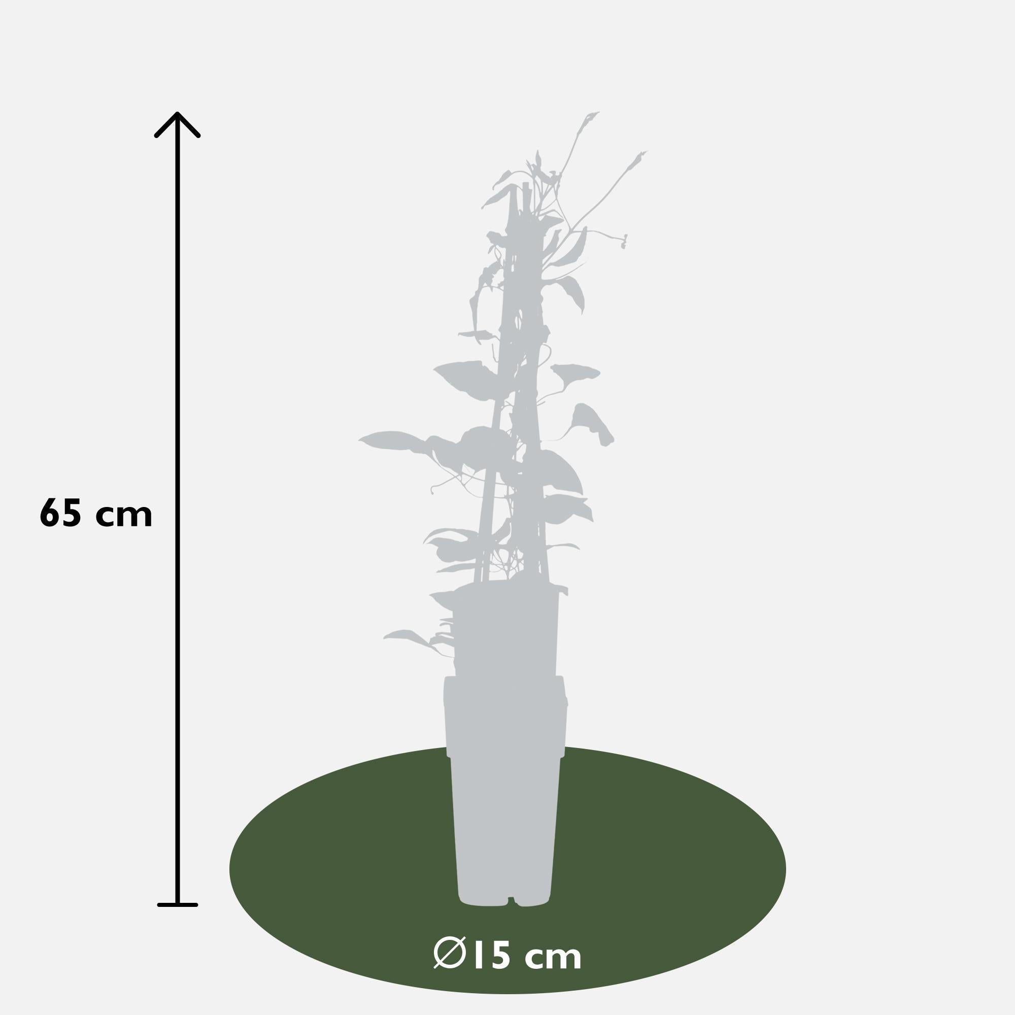 Waldrebe - Clematis Hagley Hybrid - Blüte rot - Ø15cm - ↕65cm