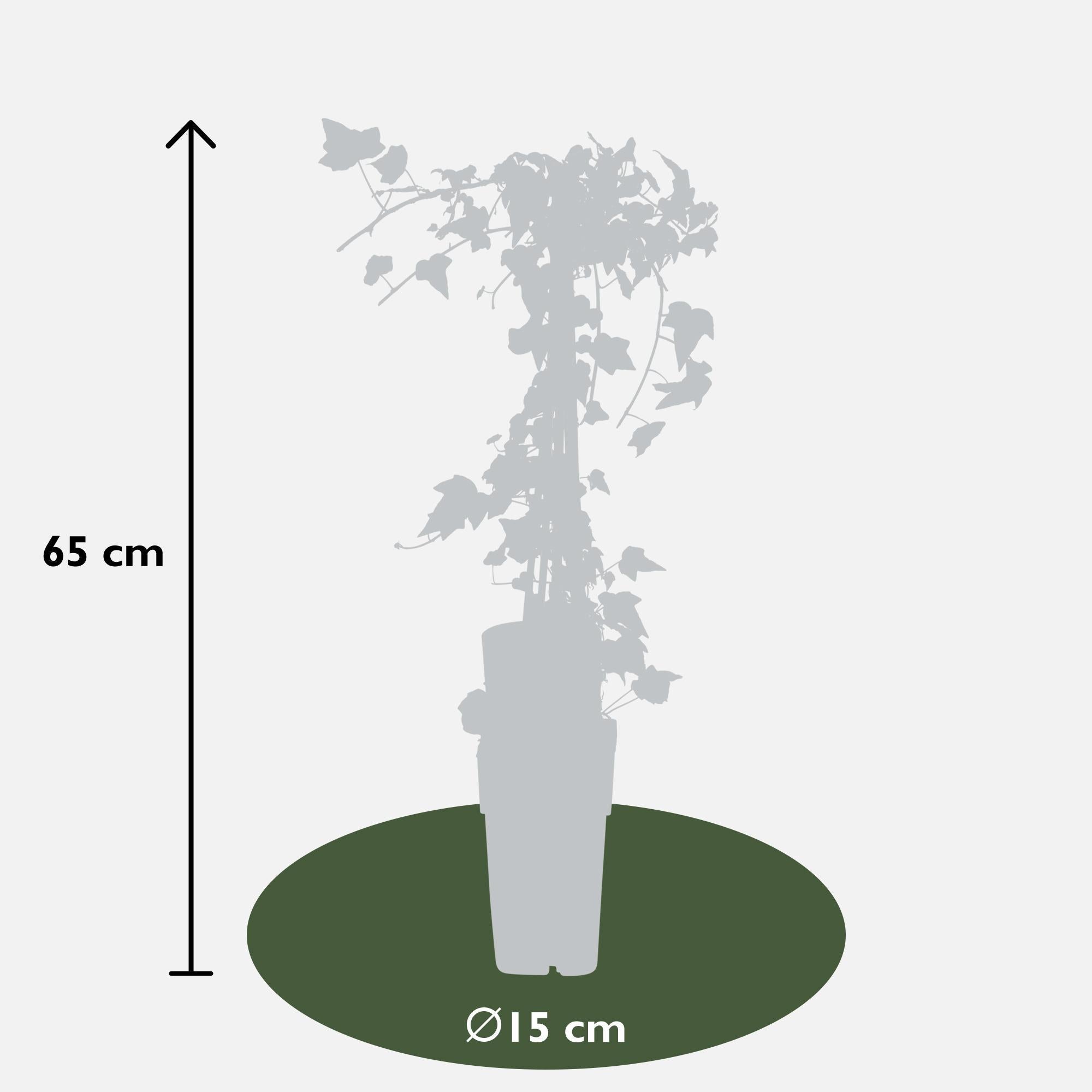 Efeu - Hedera Helix 'Goldheart'