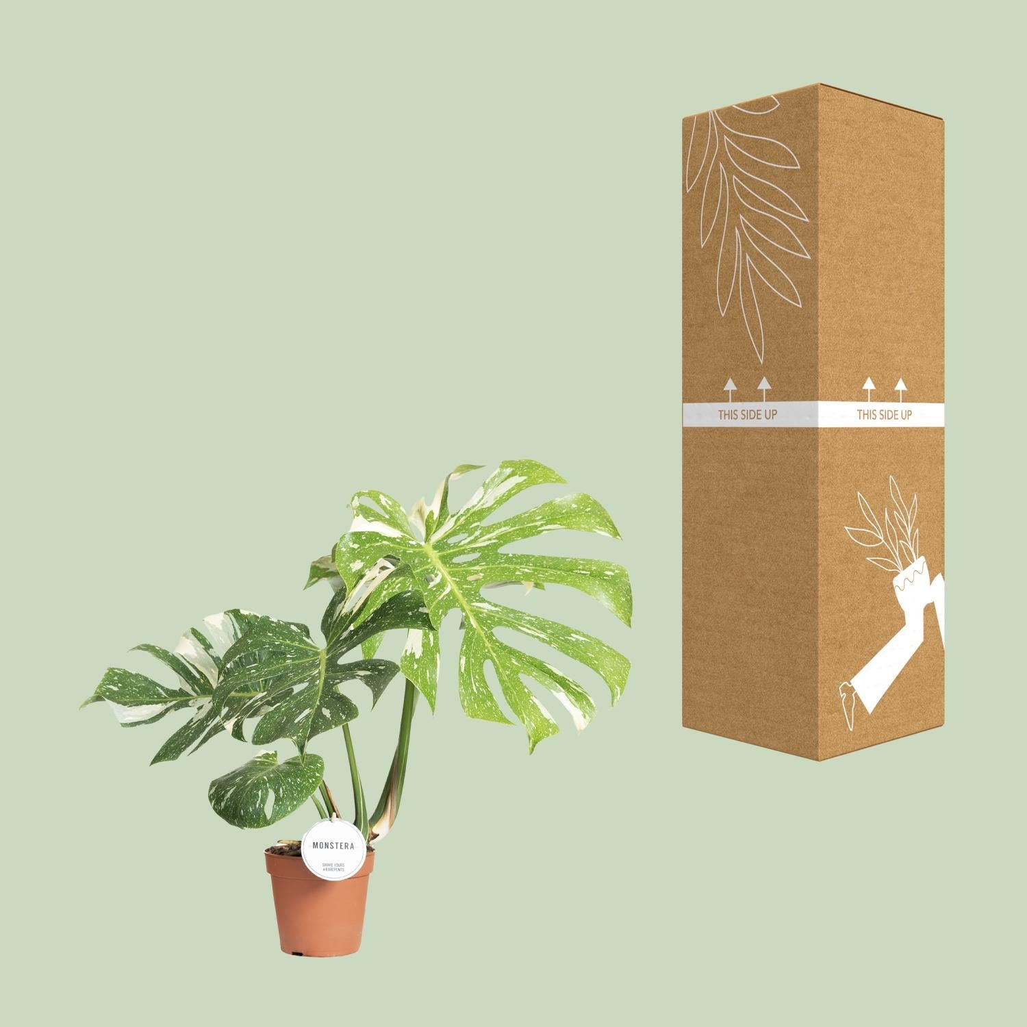 Fensterblatt - Monstera Thai Constellation - Ø15cm - ↕40-50cm