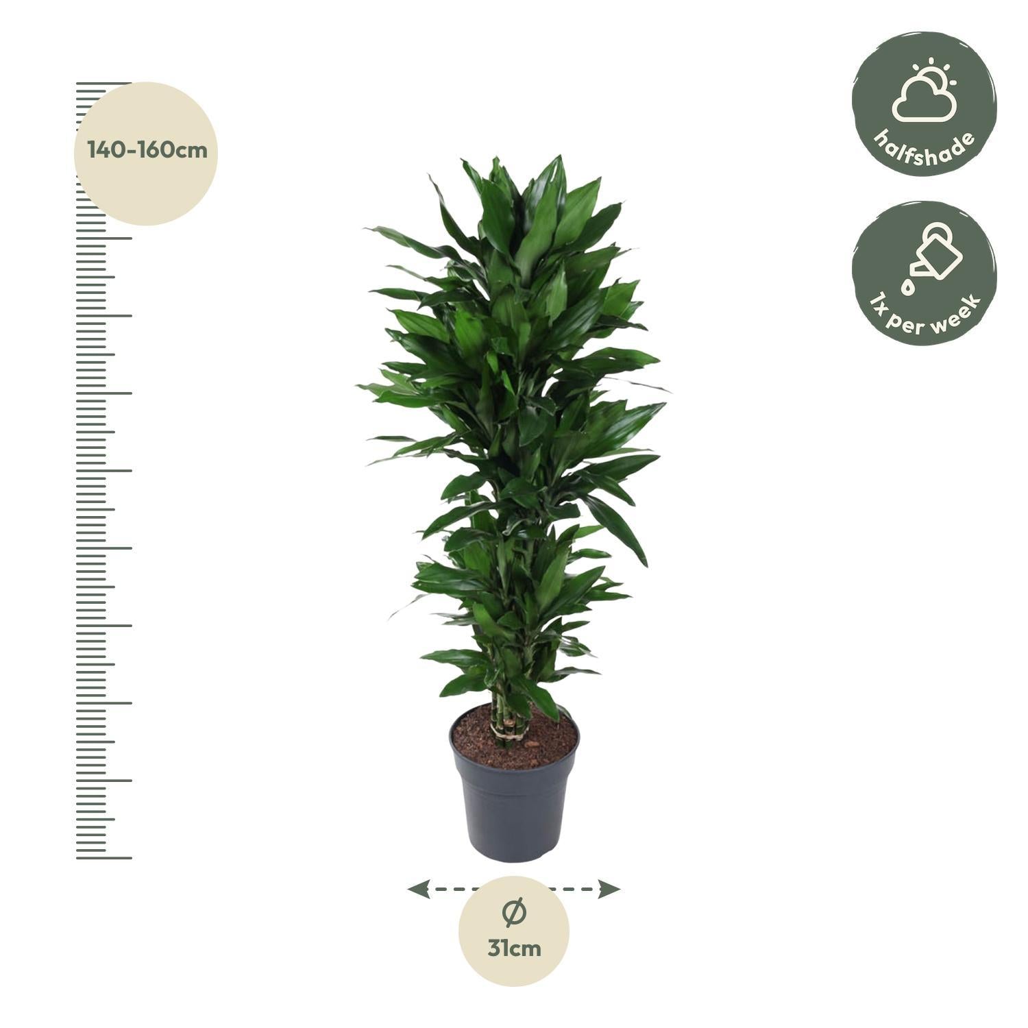 Drachenbaum - Dracaena Janet Lind verzweigt - 120 cm - ø31