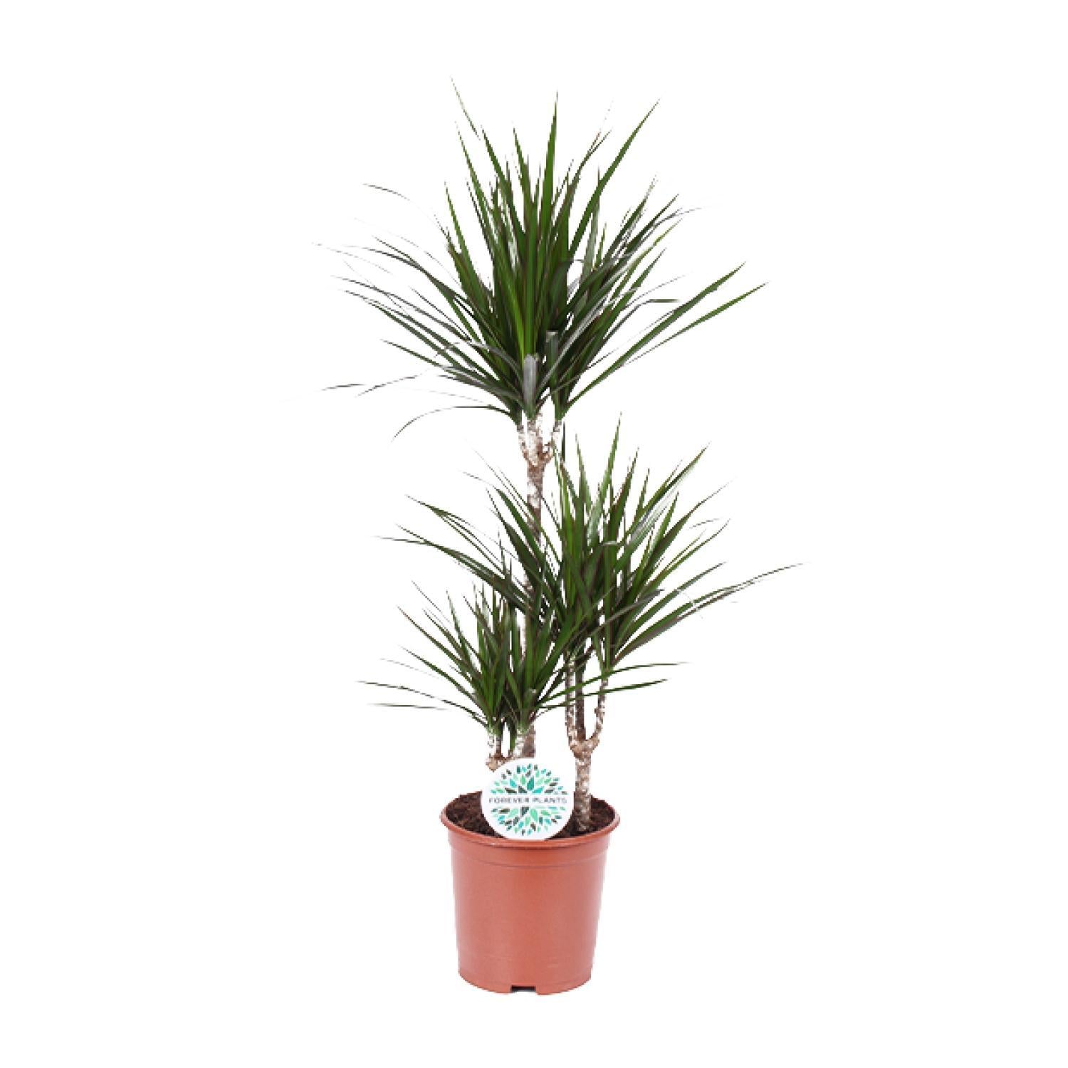 Drachenbaum - Dracaena Marginata - Ø21cm - ↕115cm