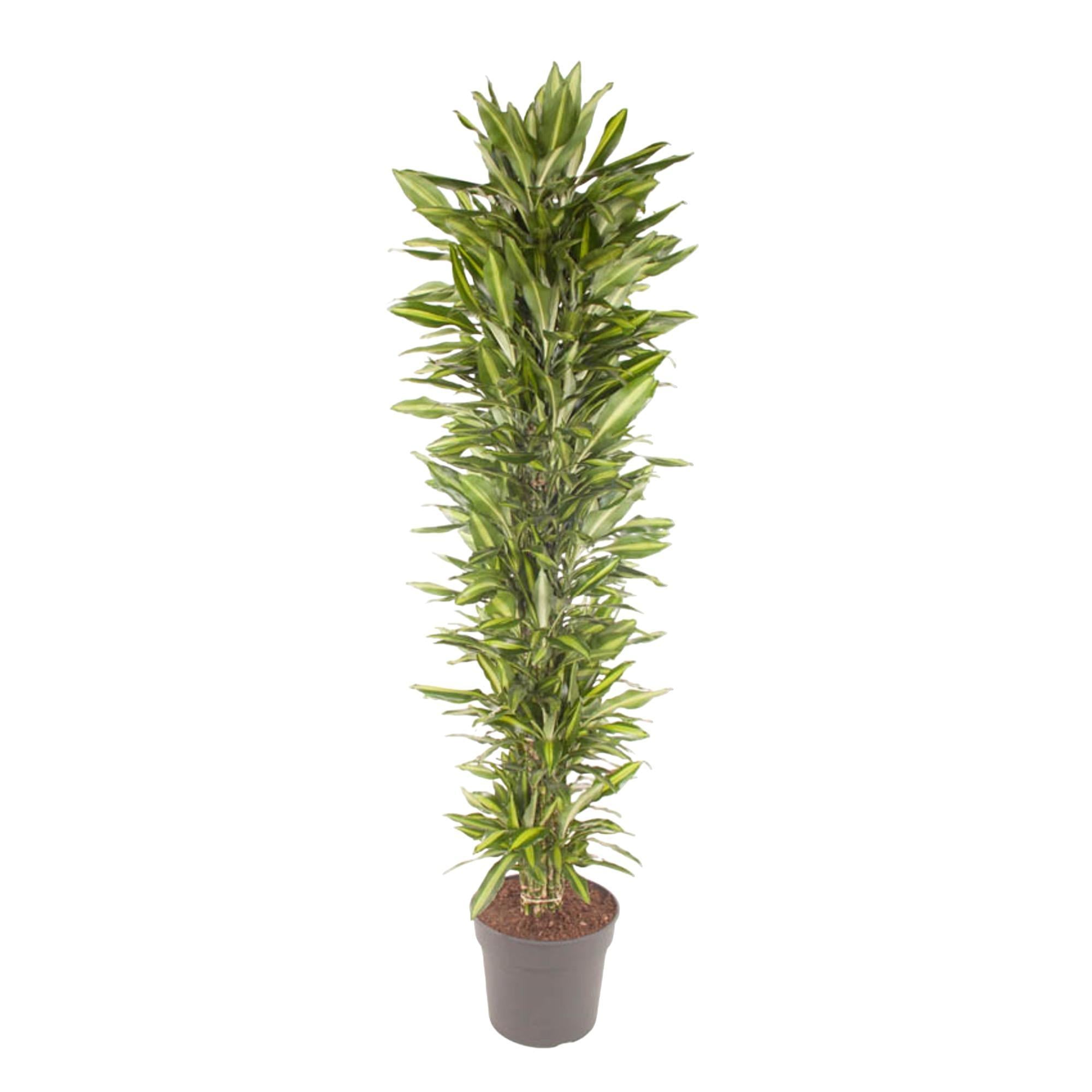 Drachenbaum - Dracaena Cintho verzweigt - 210 cm - ø40