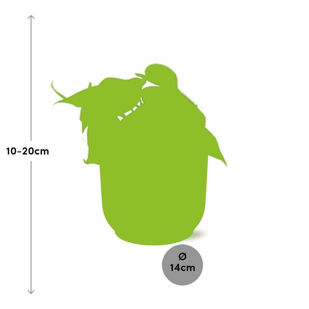 Herzblattphilodendron - Philodendron Scandens in ELHO Vibes Fold 14cm Topf rosa