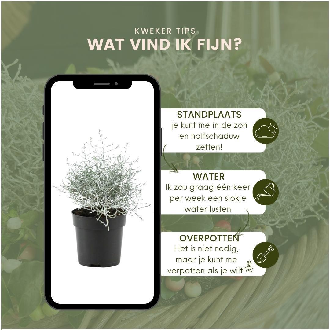 Stacheldrahtpflanze - Calocephalus' - 10 cm Ø - 15 cm ↕ 6 Stück