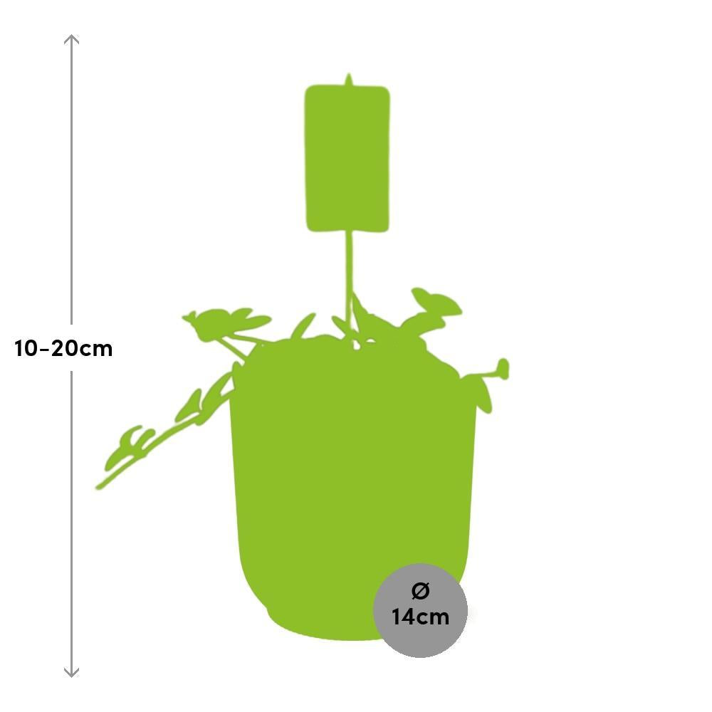 Zwergpfefferpflanze - Peperomia Hope in ELHO Vibes Fold 14cm Topf rosa