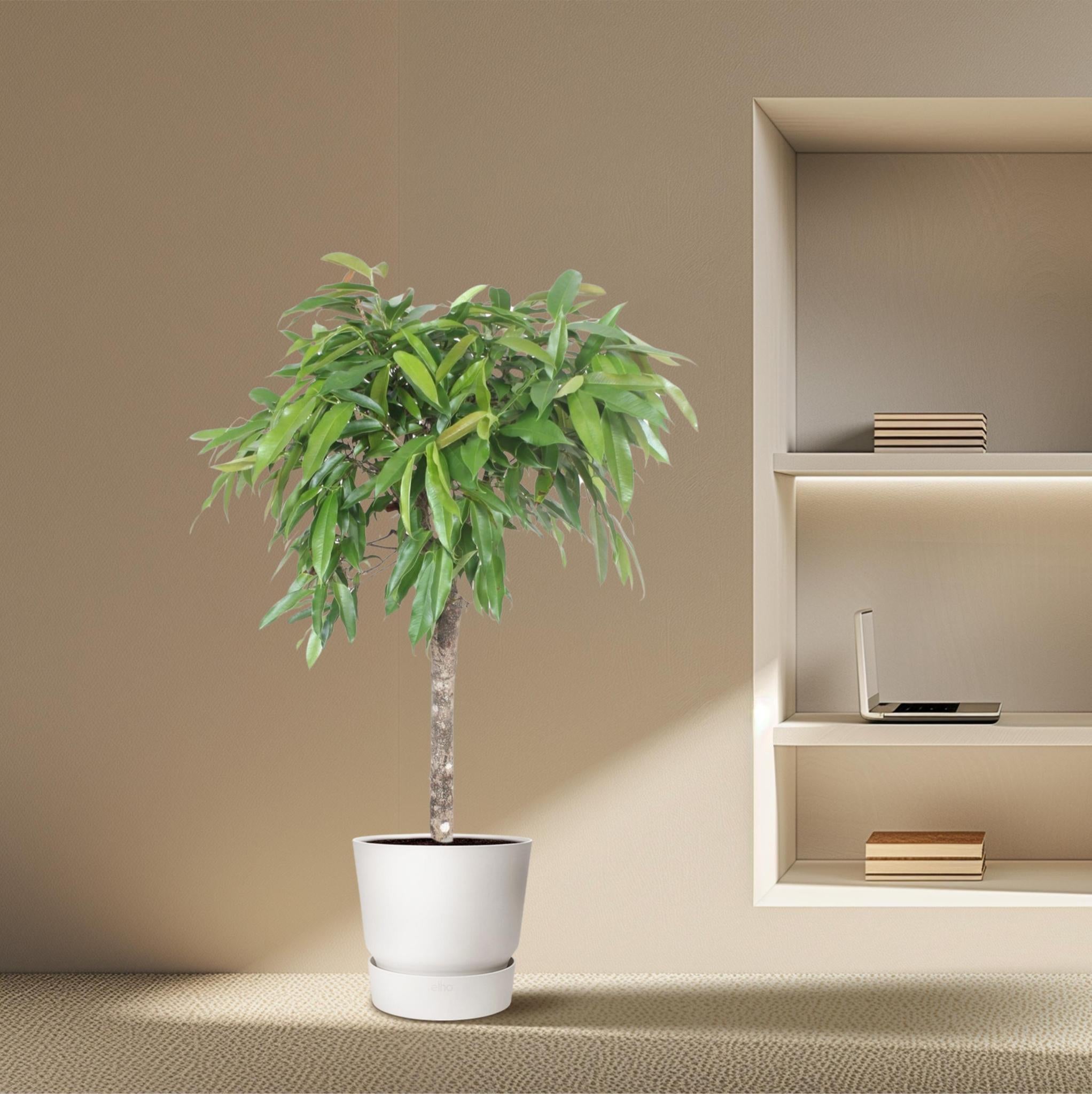 Schmalblättriger Gummibaum - Ficus Amstel King - 140 cm - ø30