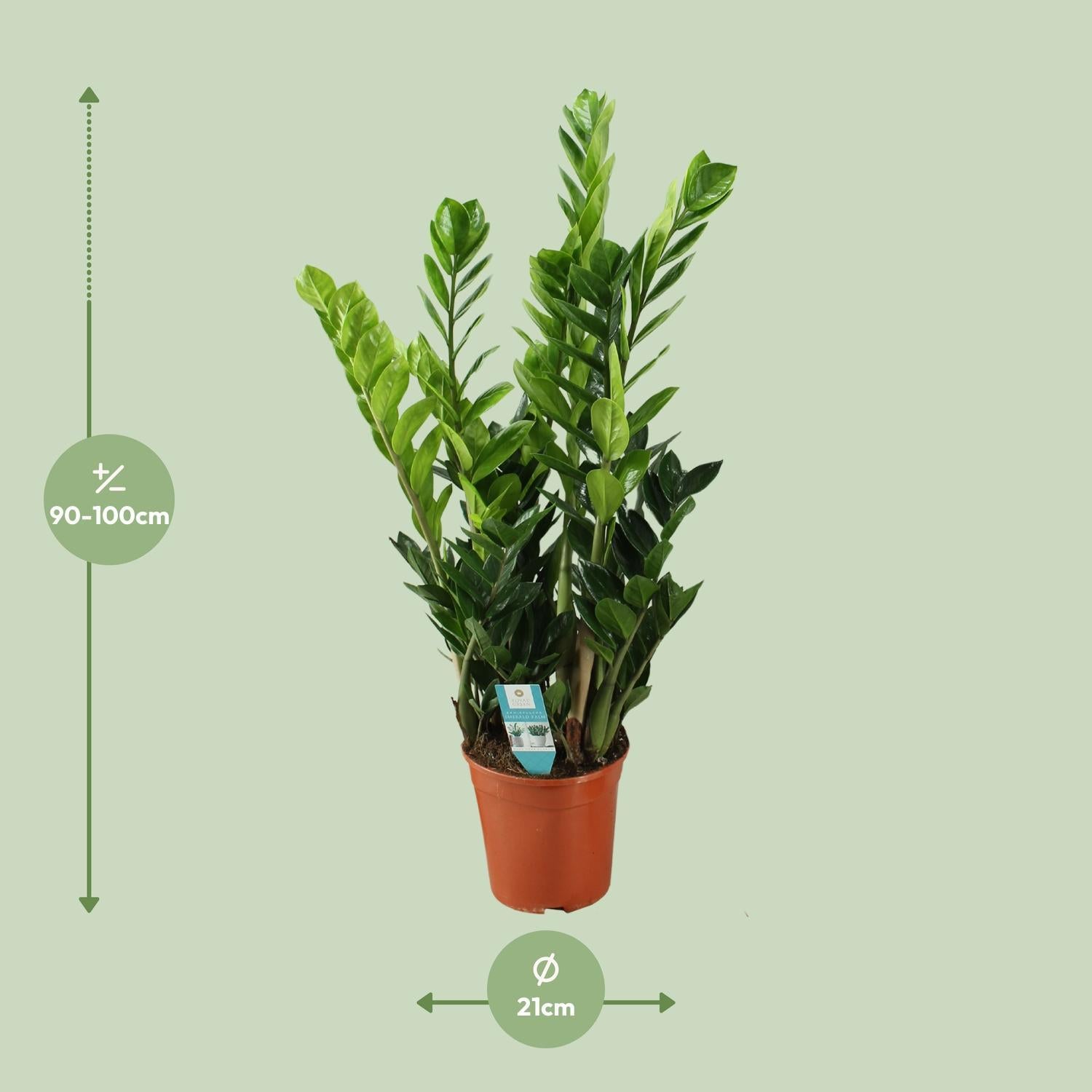 Glücksfeder - Zamioculcas 21cm - Ø21cm - ↕100cm