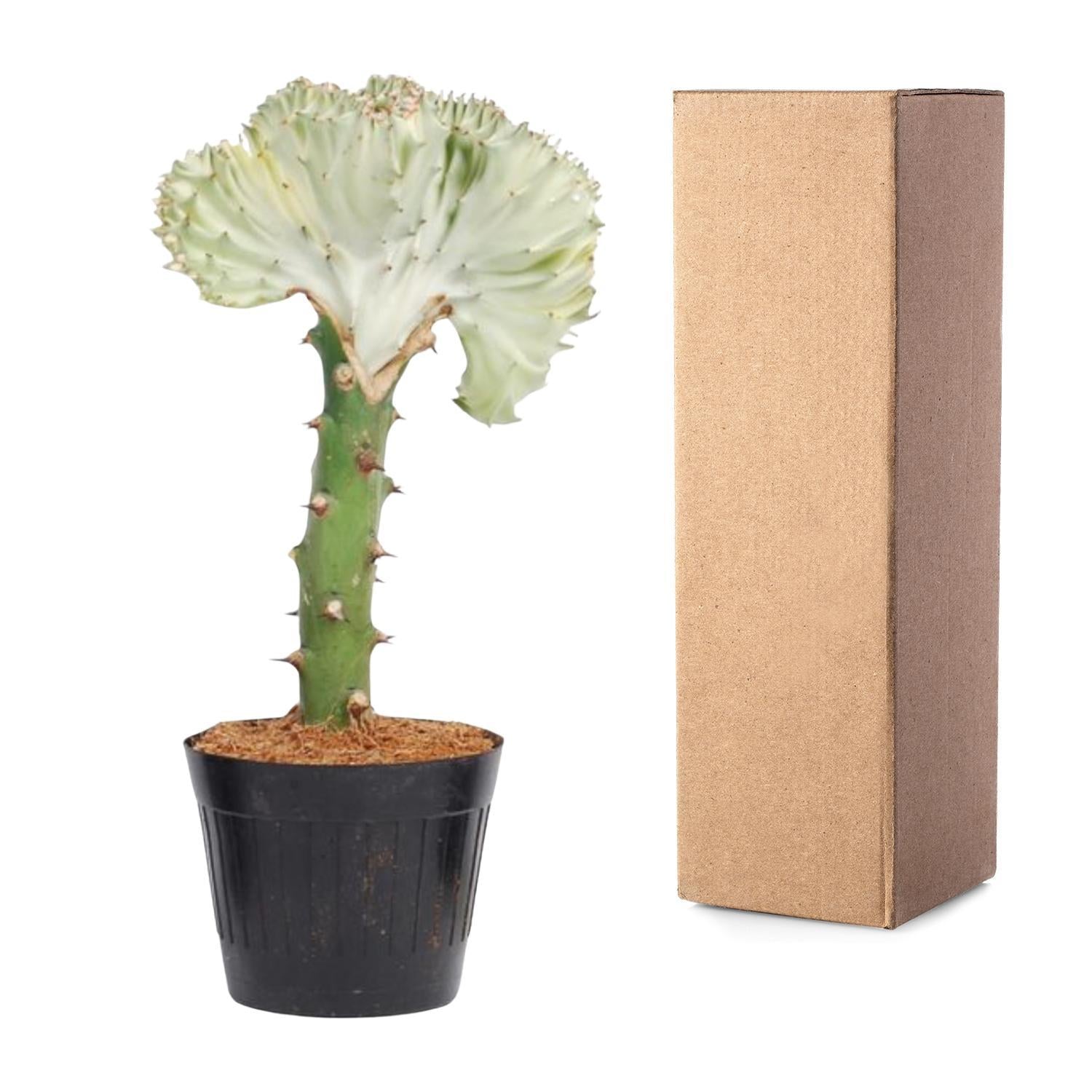 Korallenwolfsmilch - Euphorbia lactea Cristata weiß - 30 cm - ø10,5