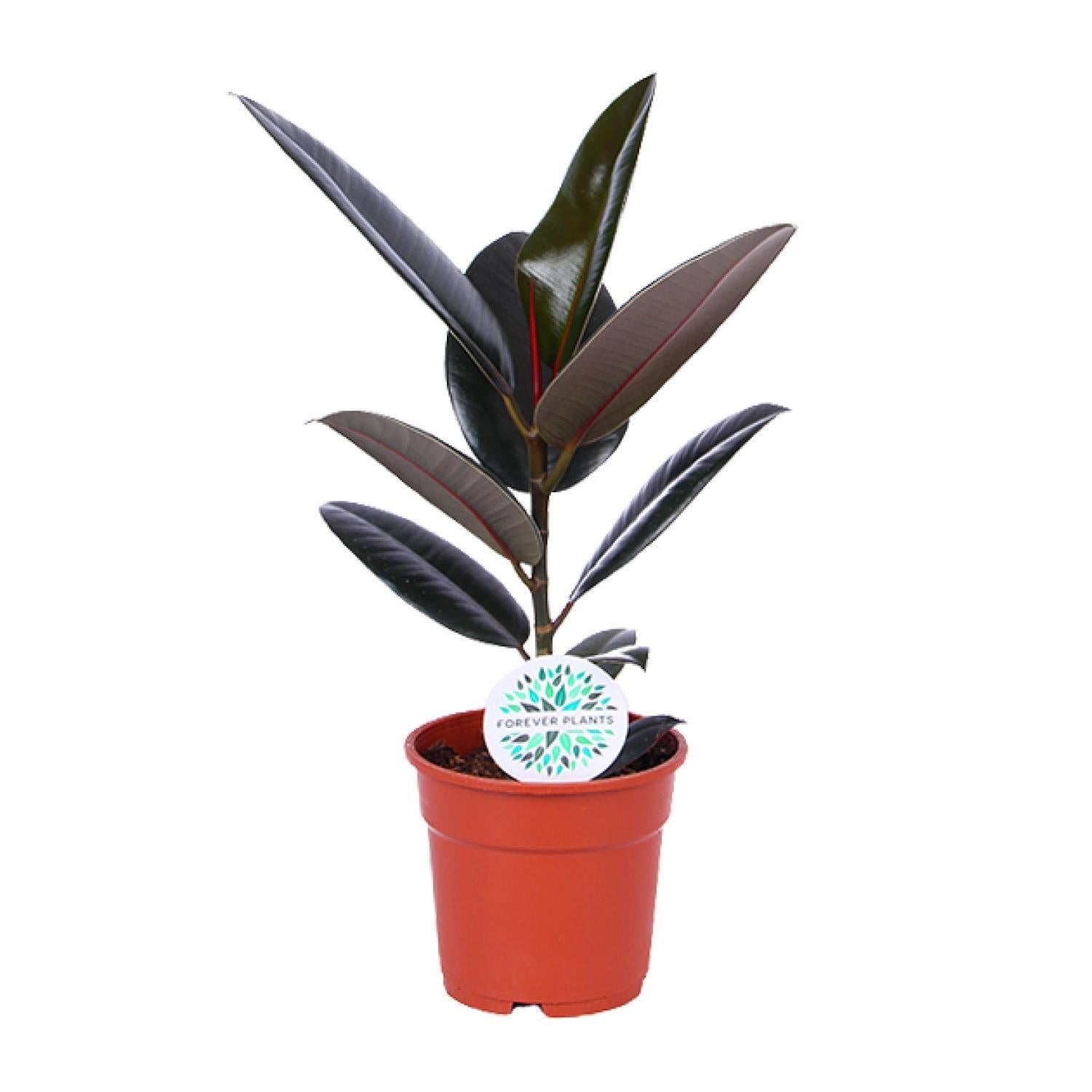 Gummibaum - Ficus Elastica Abidjan - Ø17cm - ↕55cm